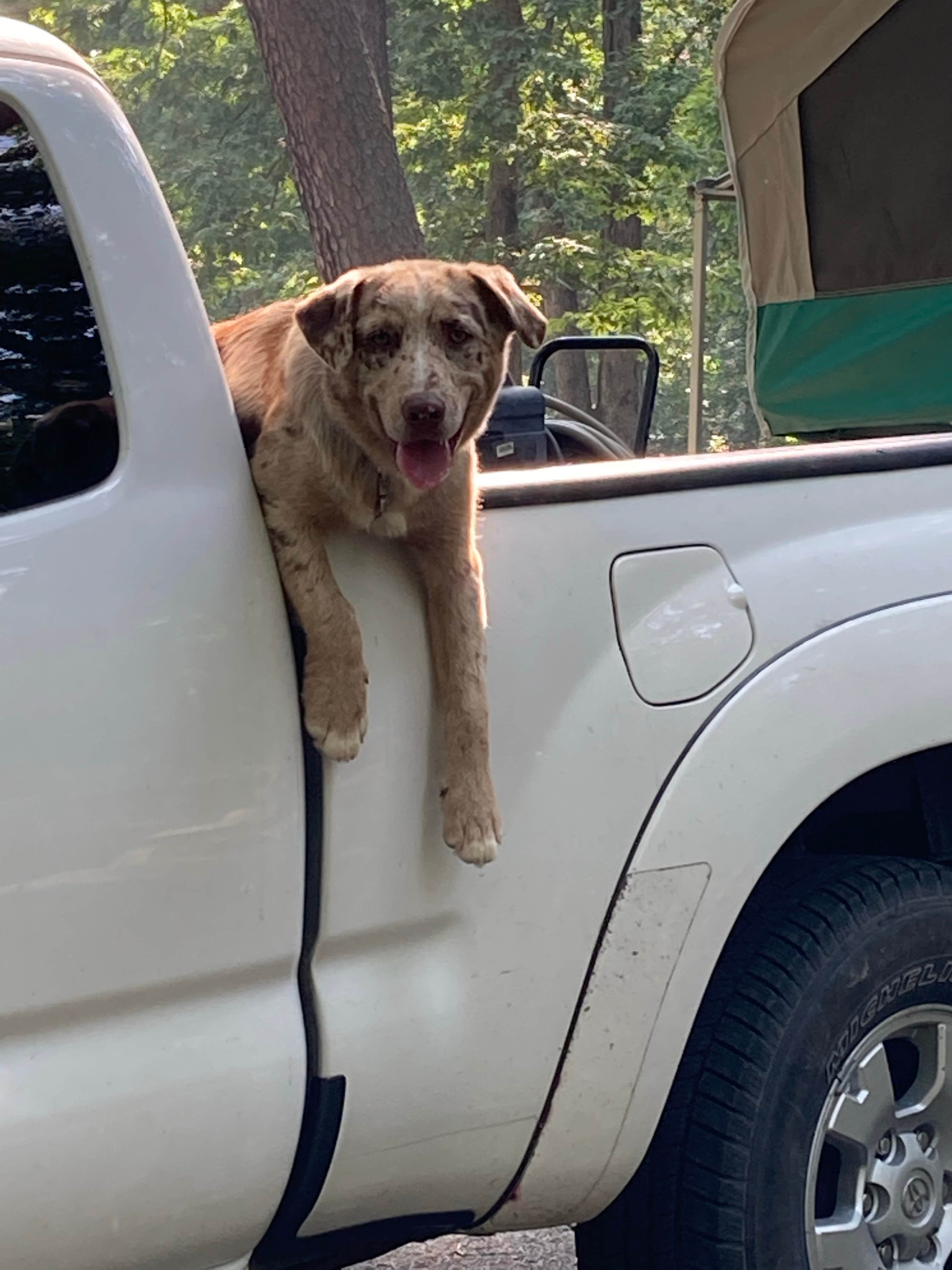 Chelsea M.'s photo of camping with pets at Deam Lake State Recreation Area Campground near Taswell, IN