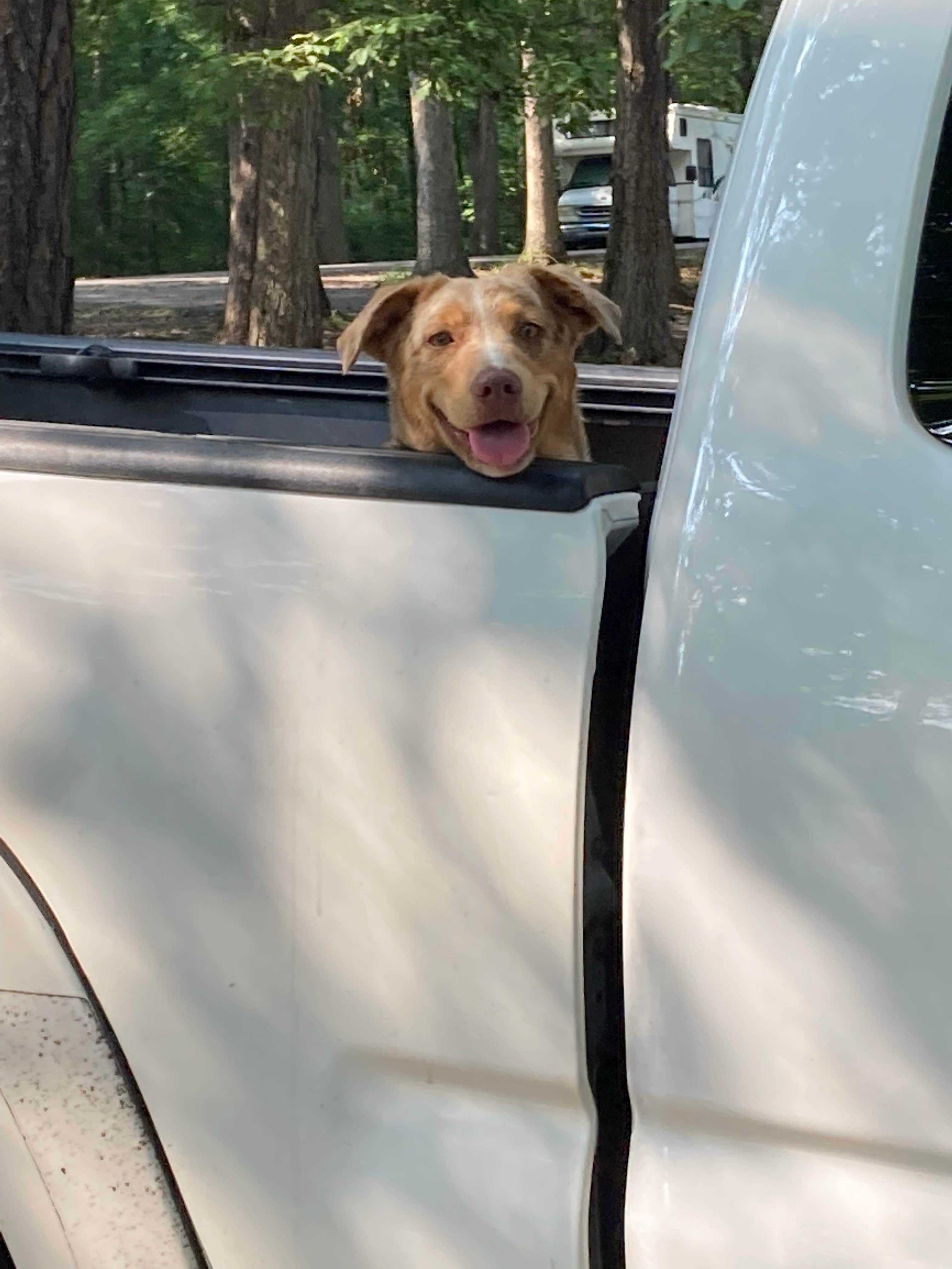 Chelsea M.'s photo of camping with pets at Deam Lake State Recreation Area Campground near Salem, IN