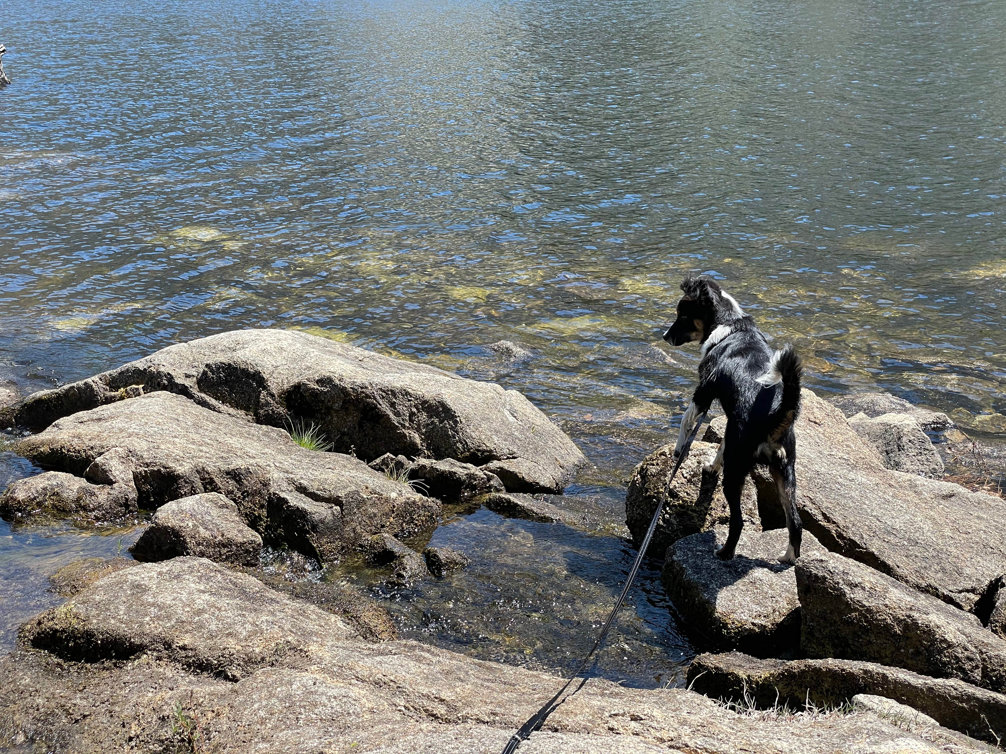 Camper submitted image from Black Rock Campground - Sierra NF - 5