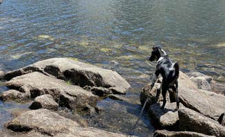 Janelle M.'s photo of camping with pets at Black Rock Campground - Sierra NF near Sierra National Forest