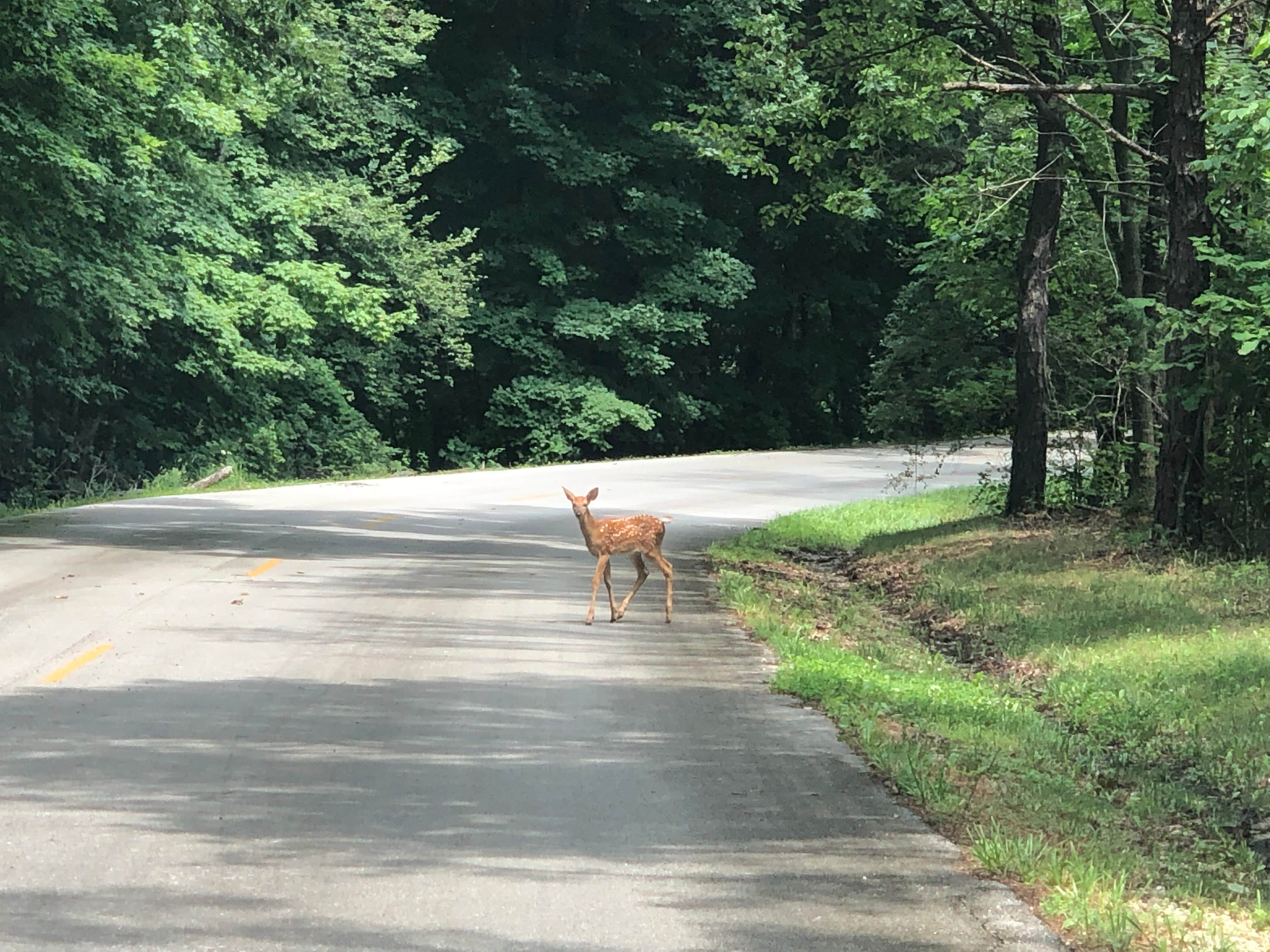 Art S.'s photo of camping with pets at Twisted Oak Campground — Argyle Lake State Park near Galesburg, IL