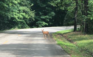 Art S.'s photo of camping with pets at Twisted Oak Campground — Argyle Lake State Park near Keithsburg, IL