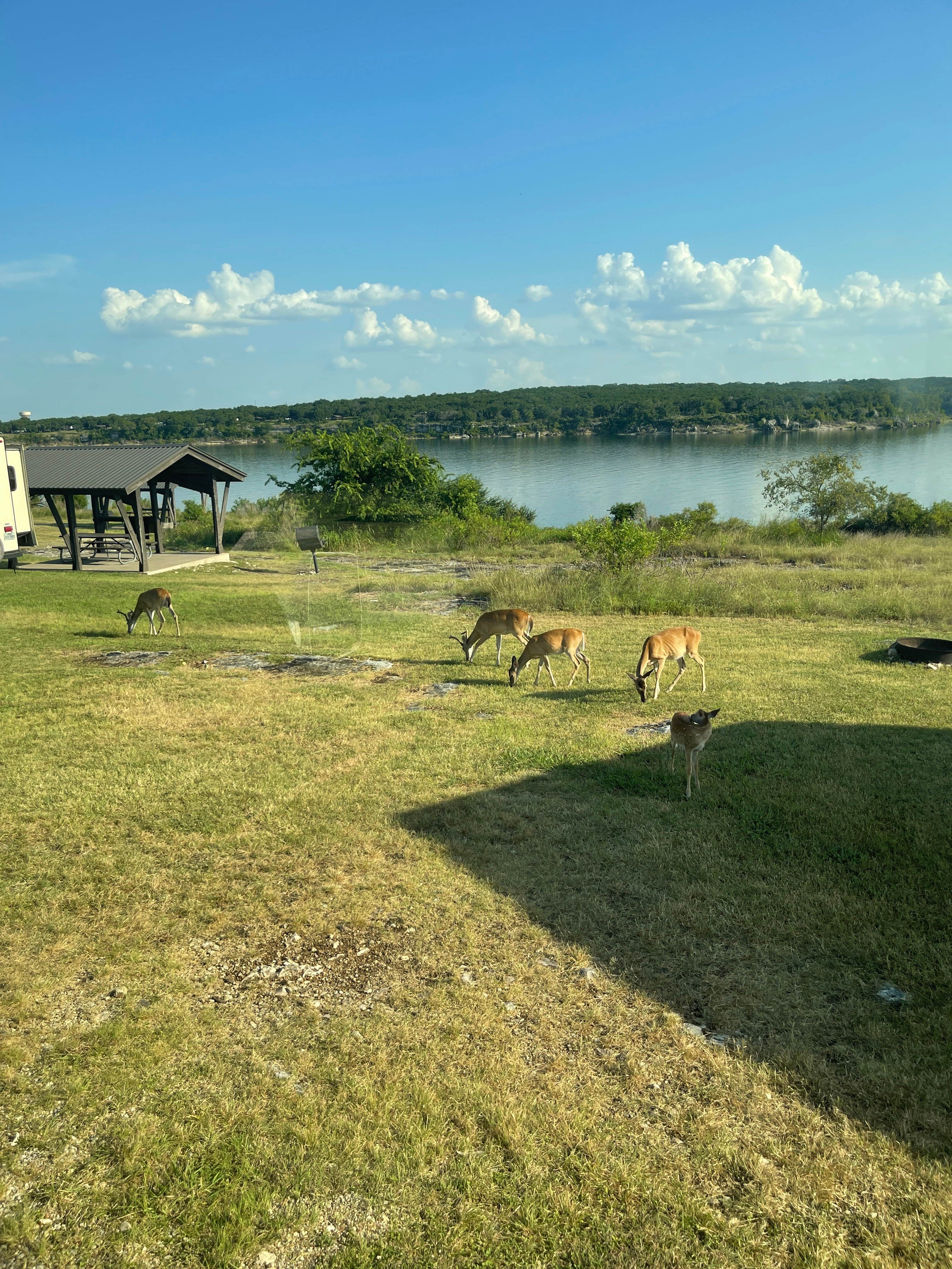 Best camping in Belton Lake The Dyrt
