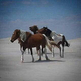 Lisa B.'s photo of camping with a horse at Assateague Island National Seashore Oceanside Campground near Chincoteague, VA