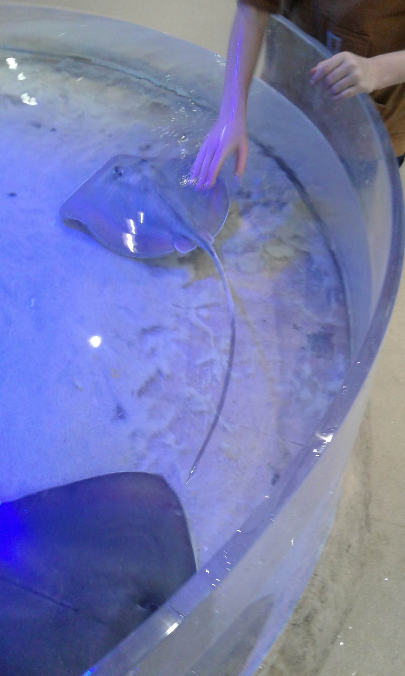 Camper-submitted photo at Cape Henlopen State Park Campground near Millville, DE