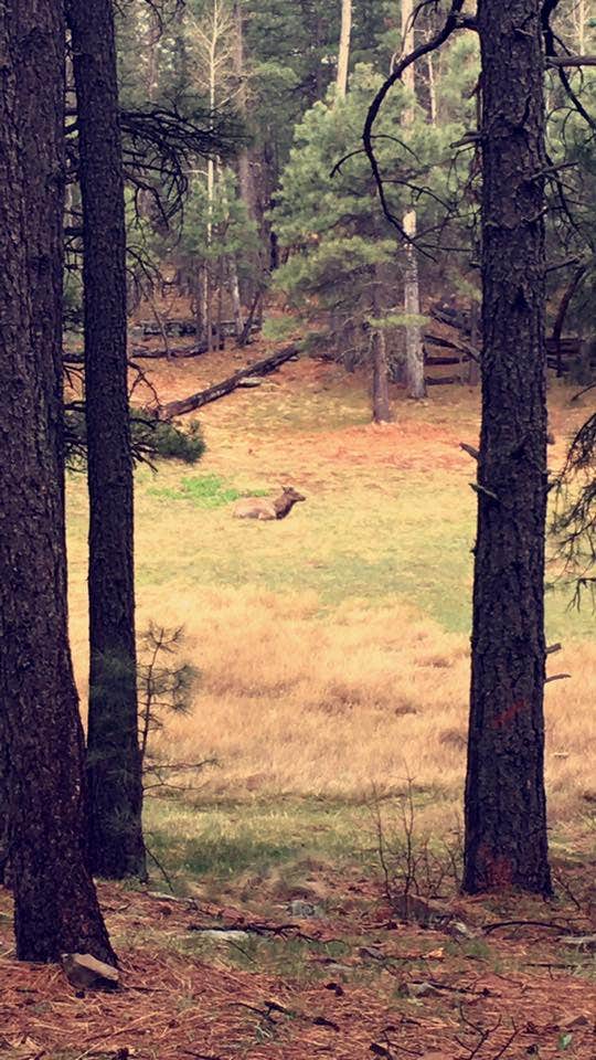 Camper-submitted photo at Sinkhole Campground near Young, AZ