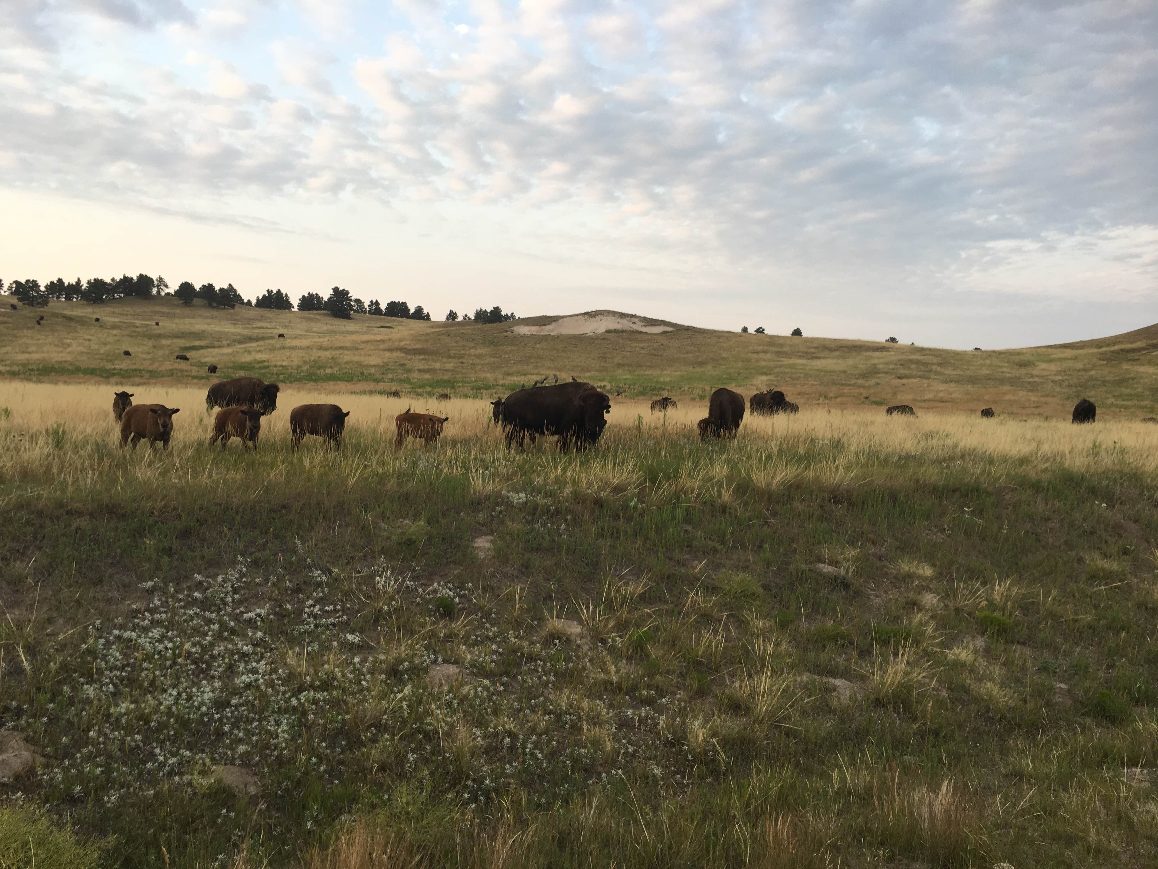 Camper submitted image from Soldier Creek Campground — Fort Robinson State Park - 3