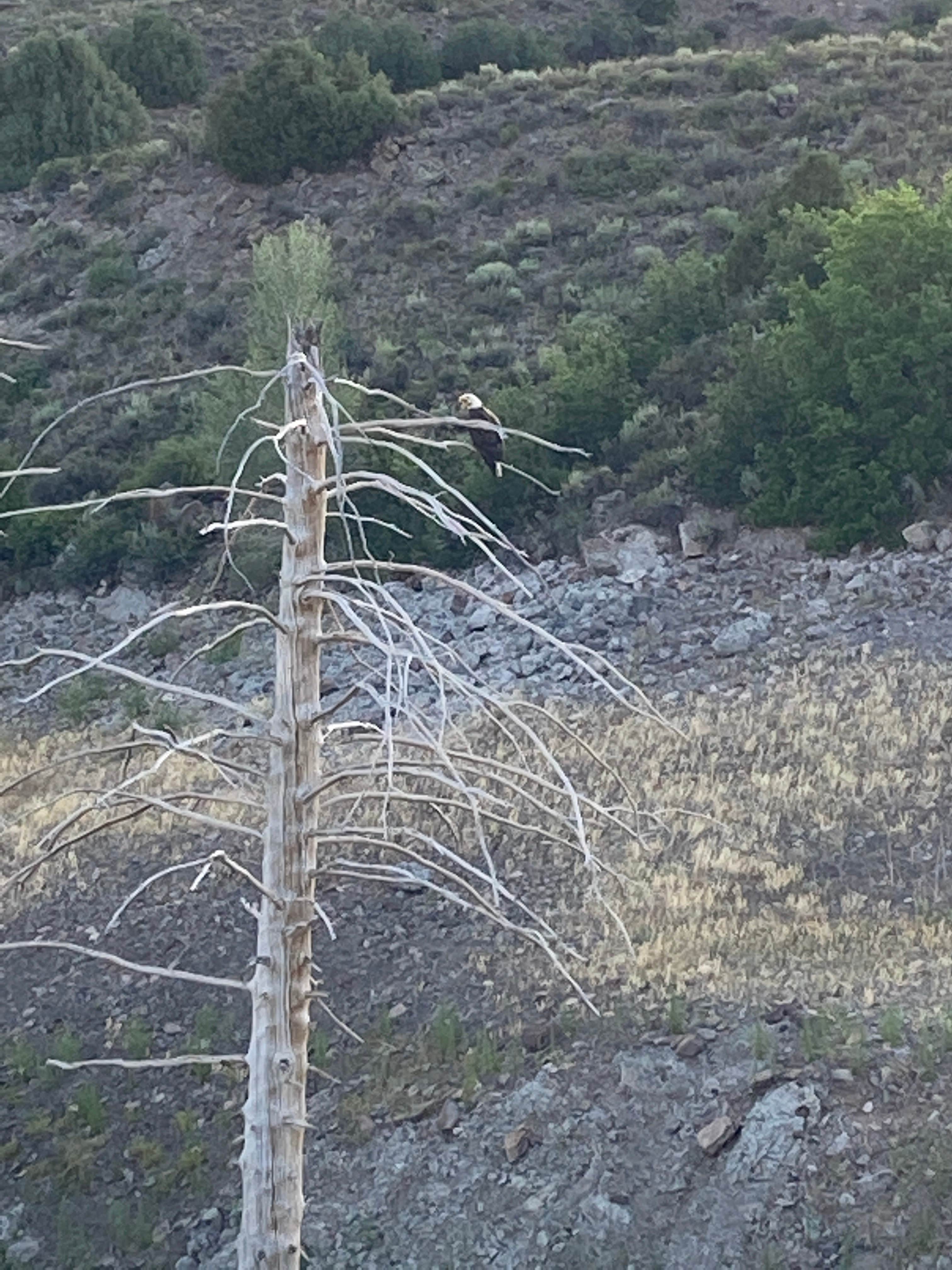 Camper submitted image from Ponderosa - Curecanti National Recreation Area - 2