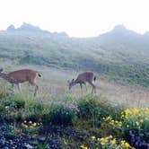 Review photo of Deer Park Campground — Olympic National Park by Noah L., July 18, 2016