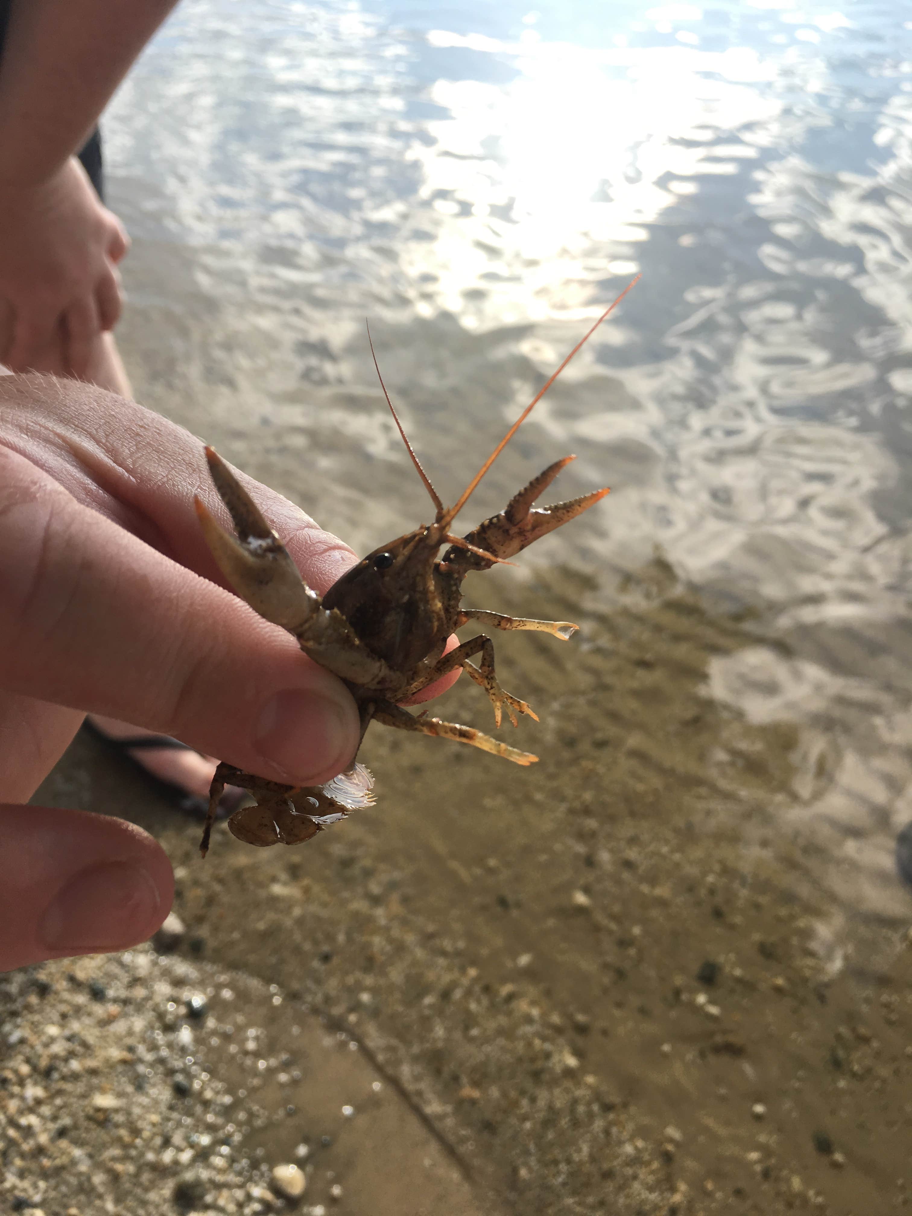Camper submitted image from Bishops Point Campground - 5