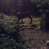 Review photo of Deer Park Campground — Olympic National Park by Noah L., July 18, 2016