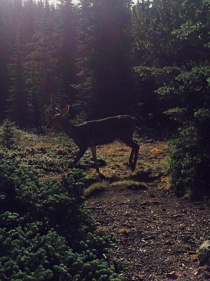 Camper submitted image from Deer Park Campground — Olympic National Park - 3
