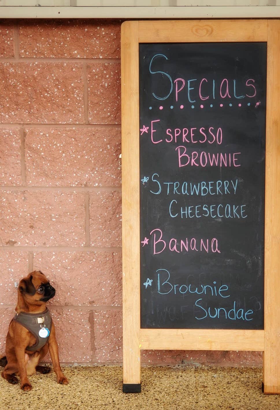 Tracey G.'s photo of camping with pets at Sun Retreats Seashore Campsites & RV Resort near Rehoboth Beach, DE