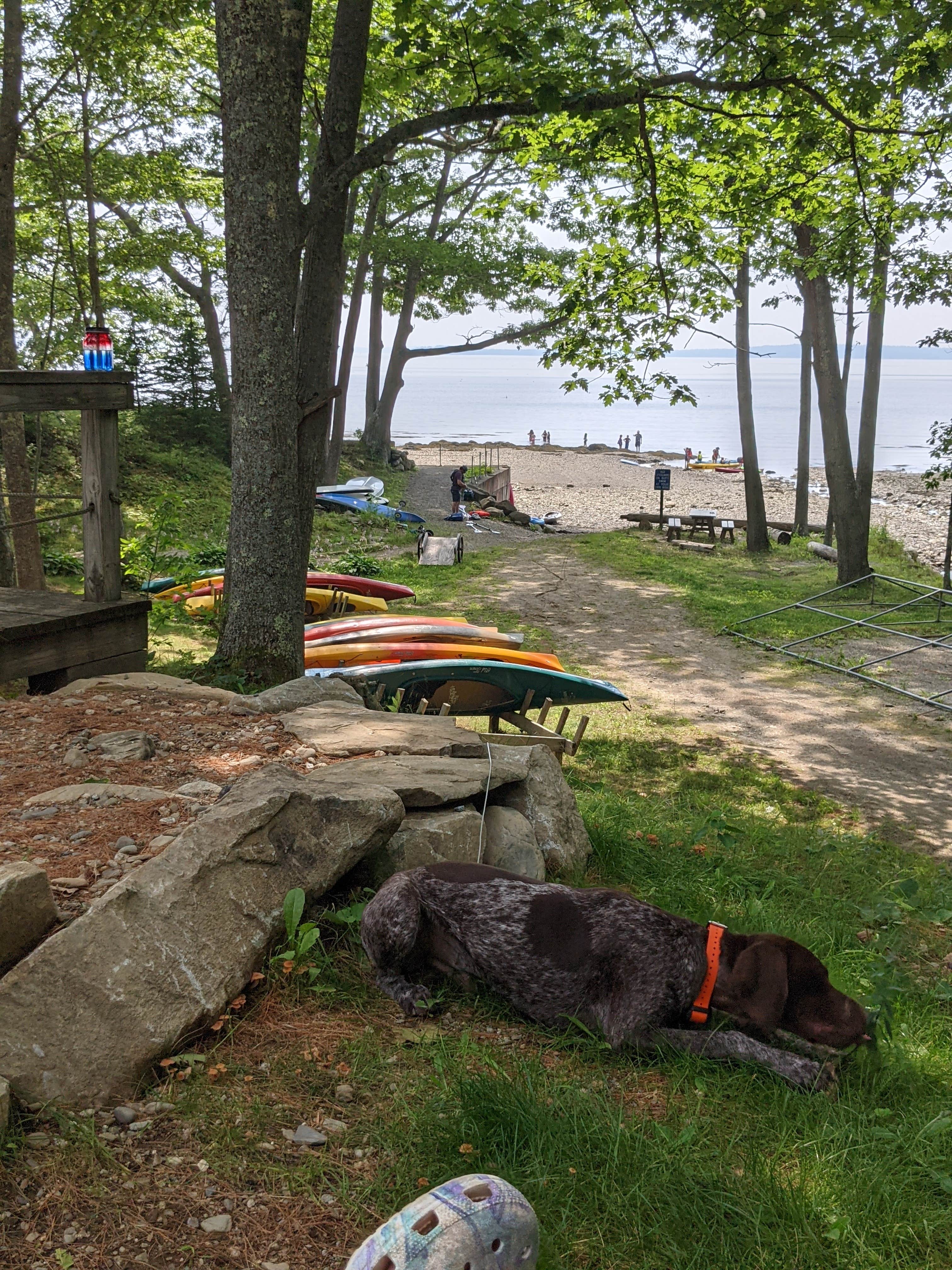 Lauren A.'s photo of camping with pets at Searsport Shores Ocean Campground near Owls Head, ME
