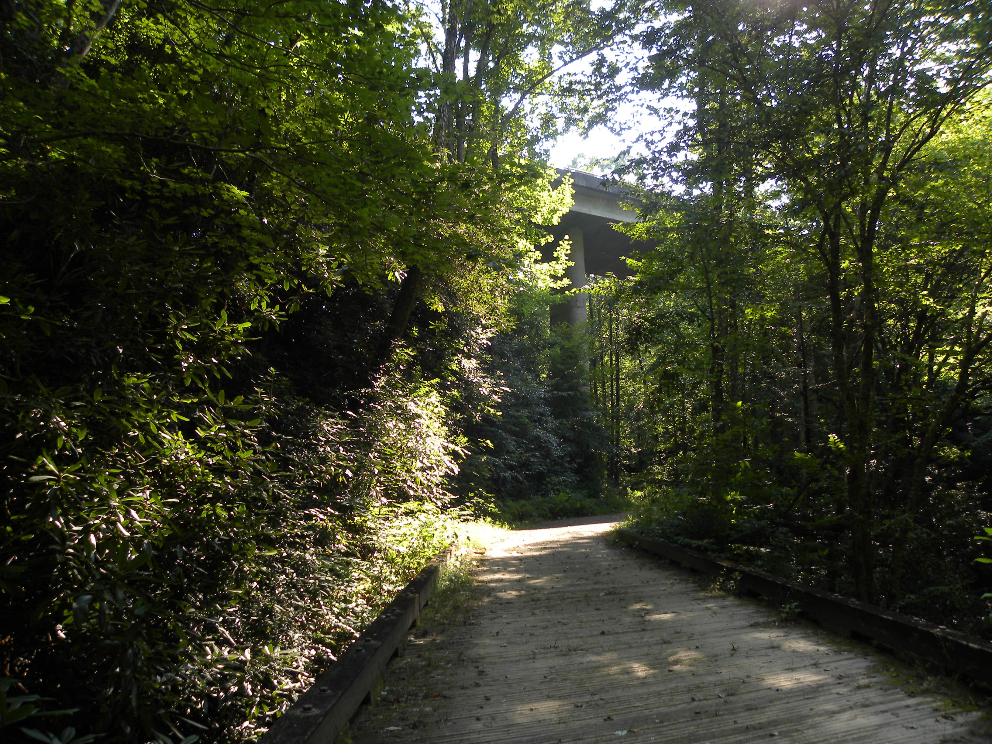Camper-submitted photo at Site 65 — Great Smoky Mountains National Park near Bryson City, NC