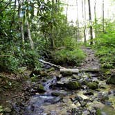 Review photo of Site 65 — Great Smoky Mountains National Park by Myron C., August 1, 2021