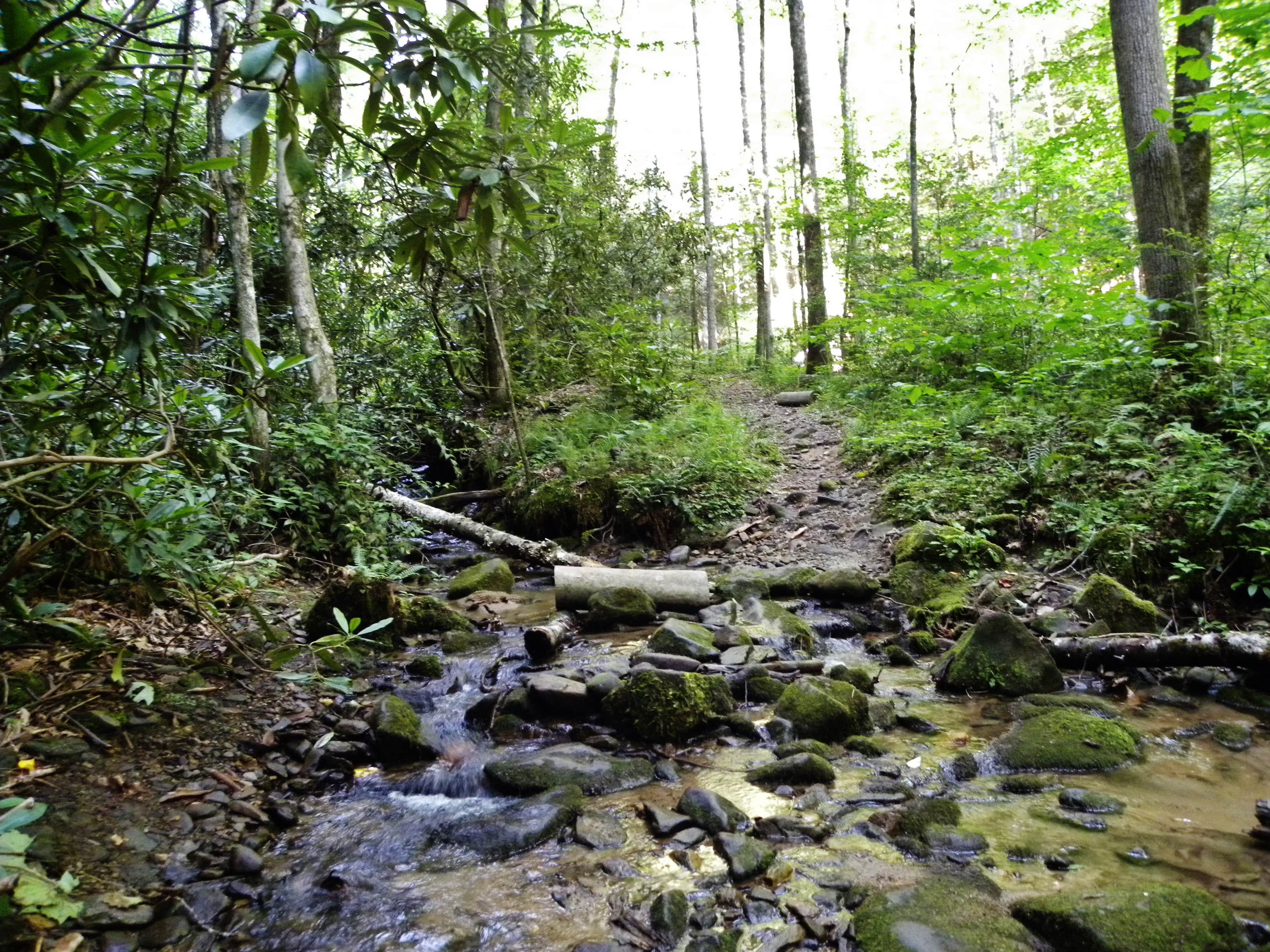 Camper submitted image from Site 65 -- Great Smoky Mountains National Park - 5