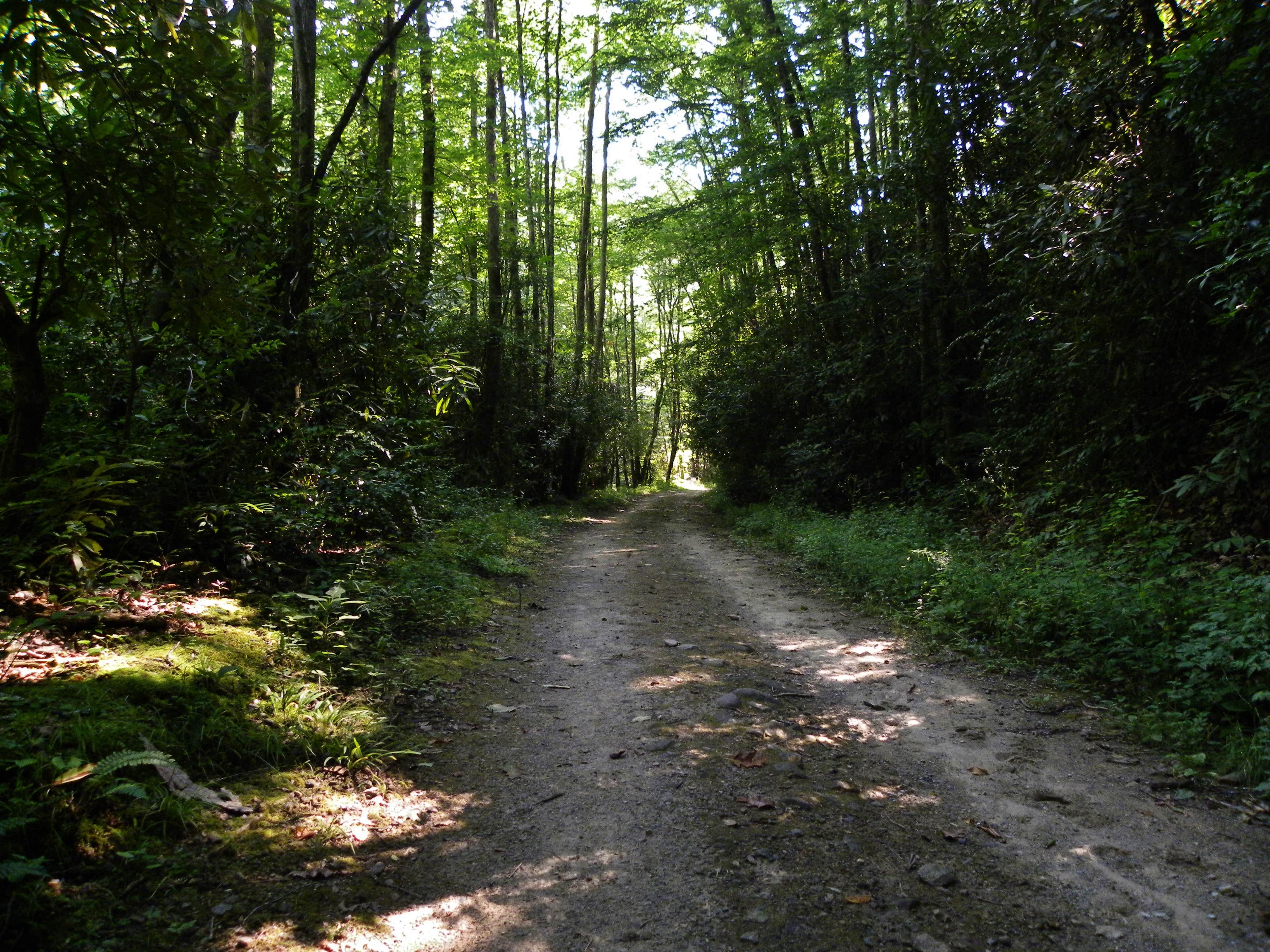 Camper submitted image from Site 65 — Great Smoky Mountains National Park - 4