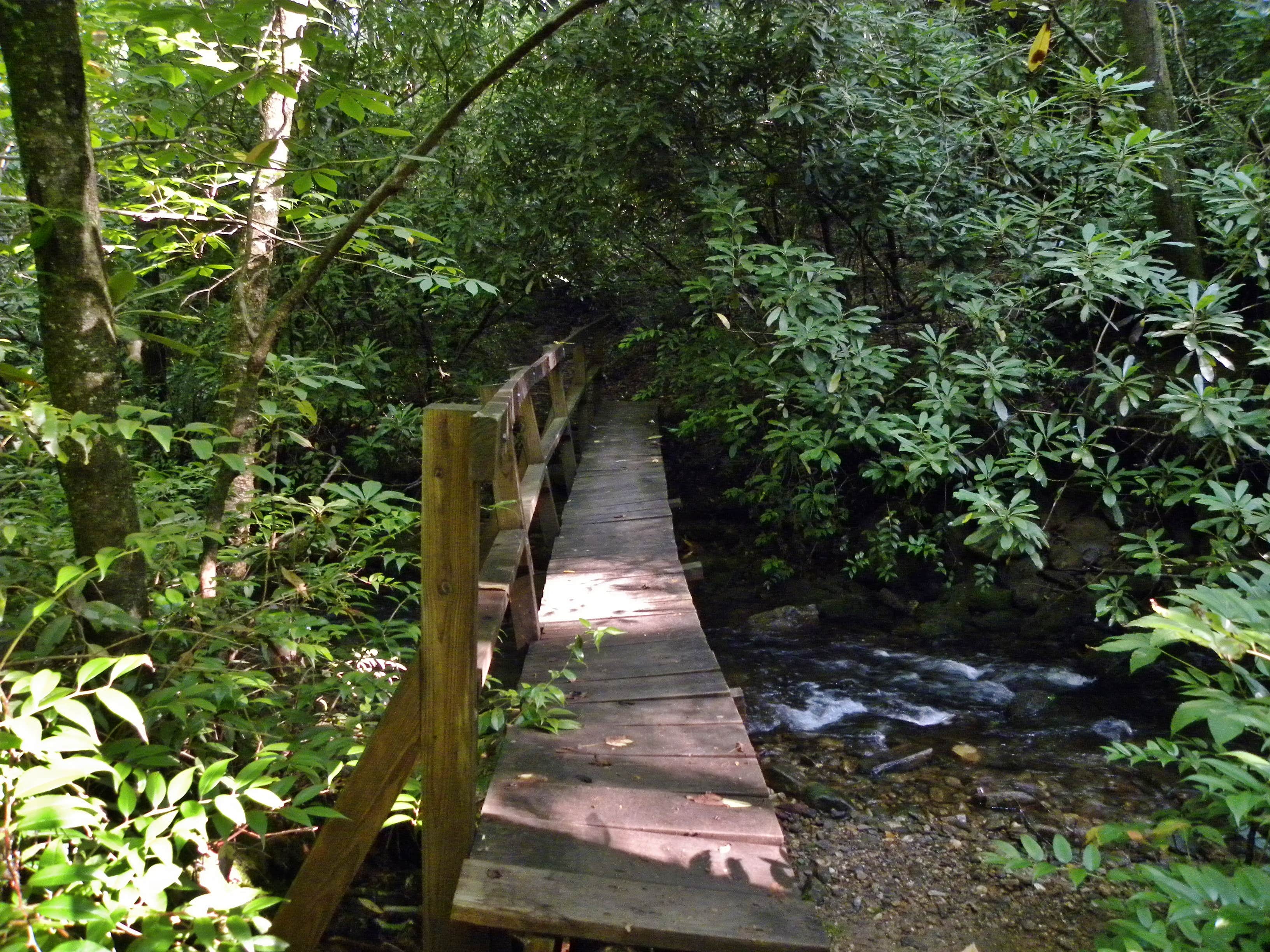 Camper submitted image from Courthouse 1 -- Pisgah National Forest - 5