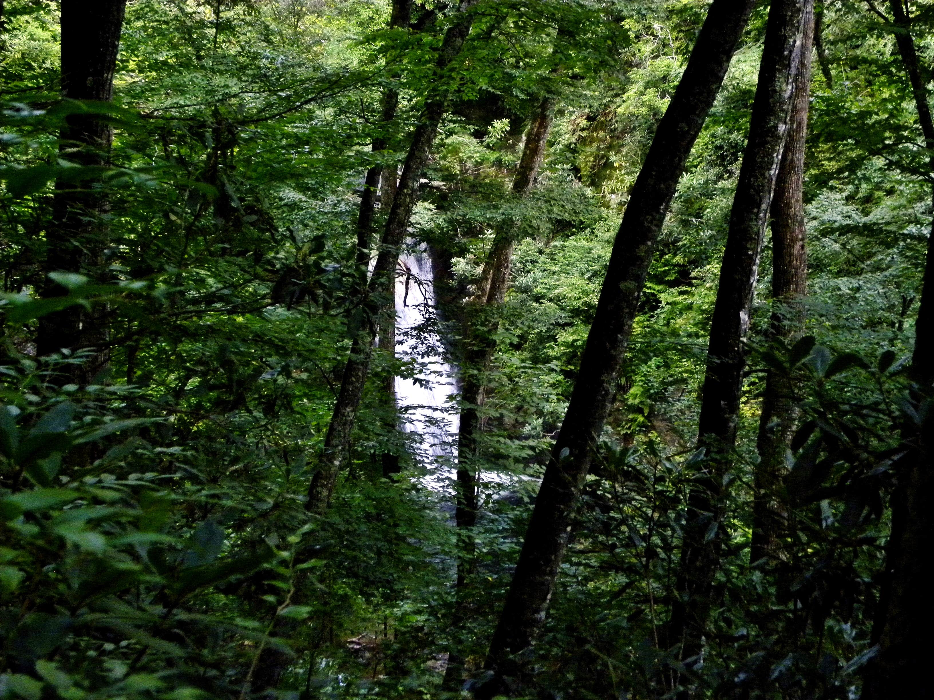 Camper submitted image from Courthouse 1 -- Pisgah National Forest - 3