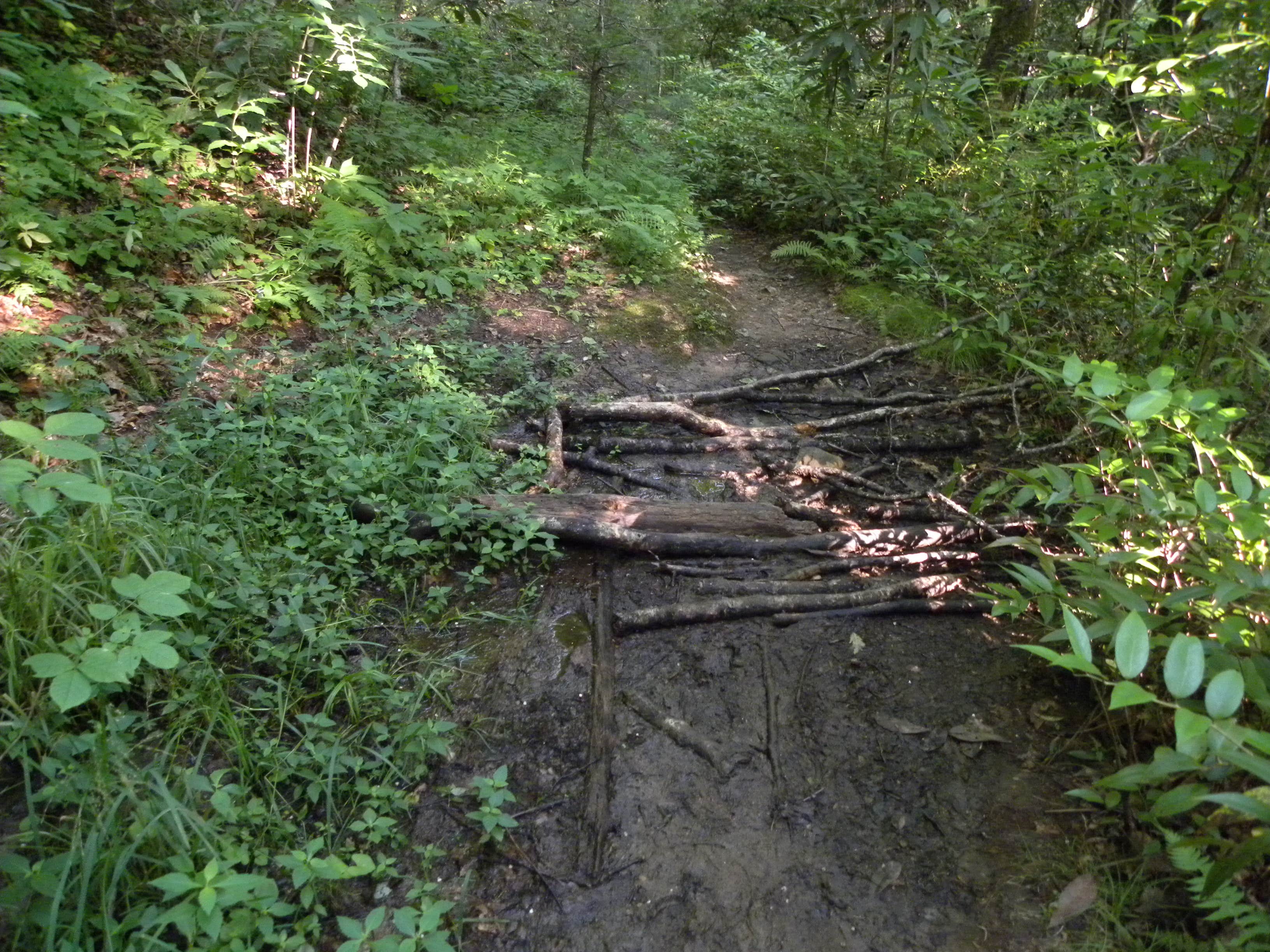 Camper submitted image from Courthouse 1 -- Pisgah National Forest - 5