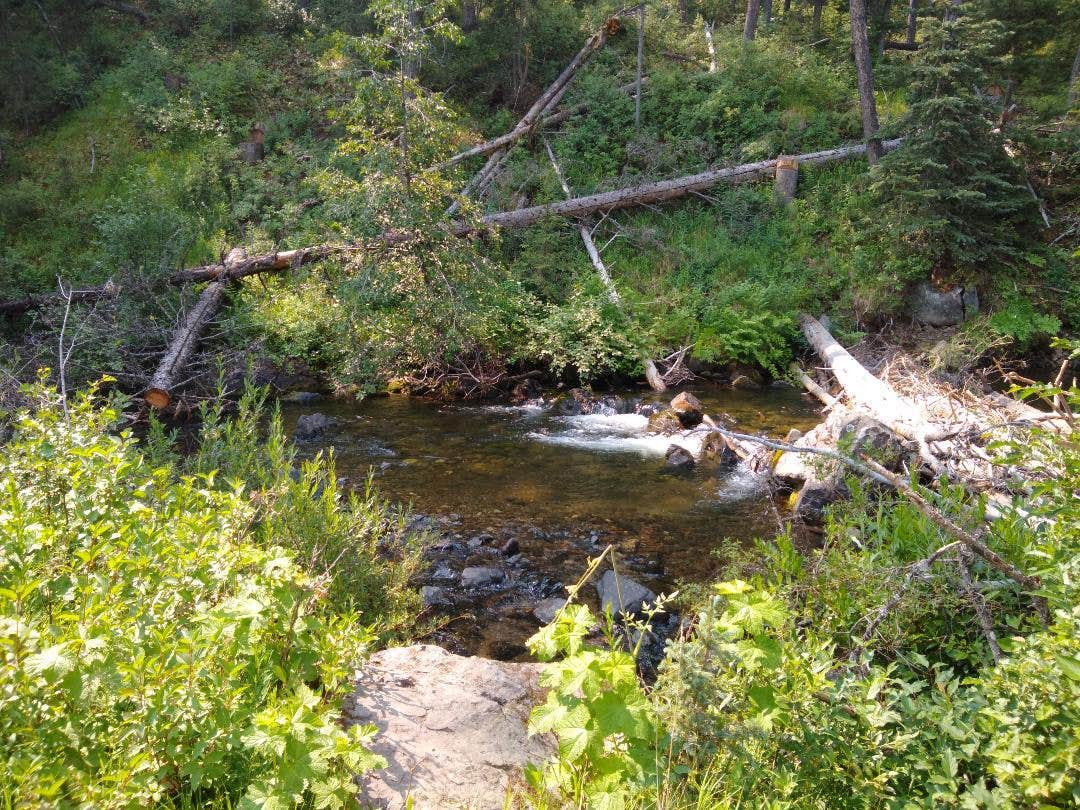 Camper submitted image from Little Blackfoot River Dispersed Campsite #3 - 5