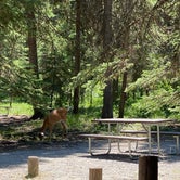 Review photo of Bowman Lake Campground — Glacier National Park by Annie C., July 31, 2021