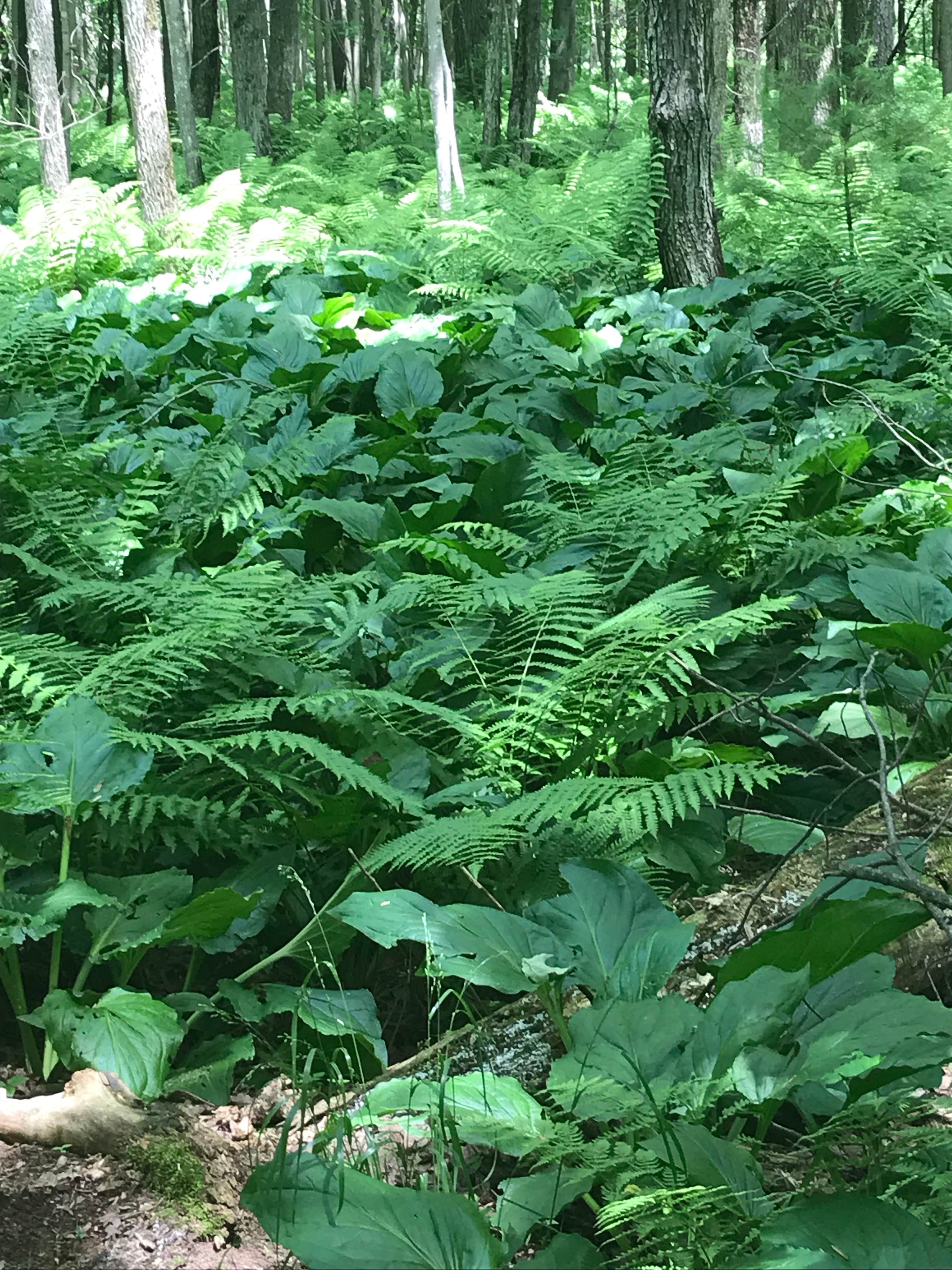 Camper-submitted photo at Lake Wissota State Park Campground near Elmwood, WI