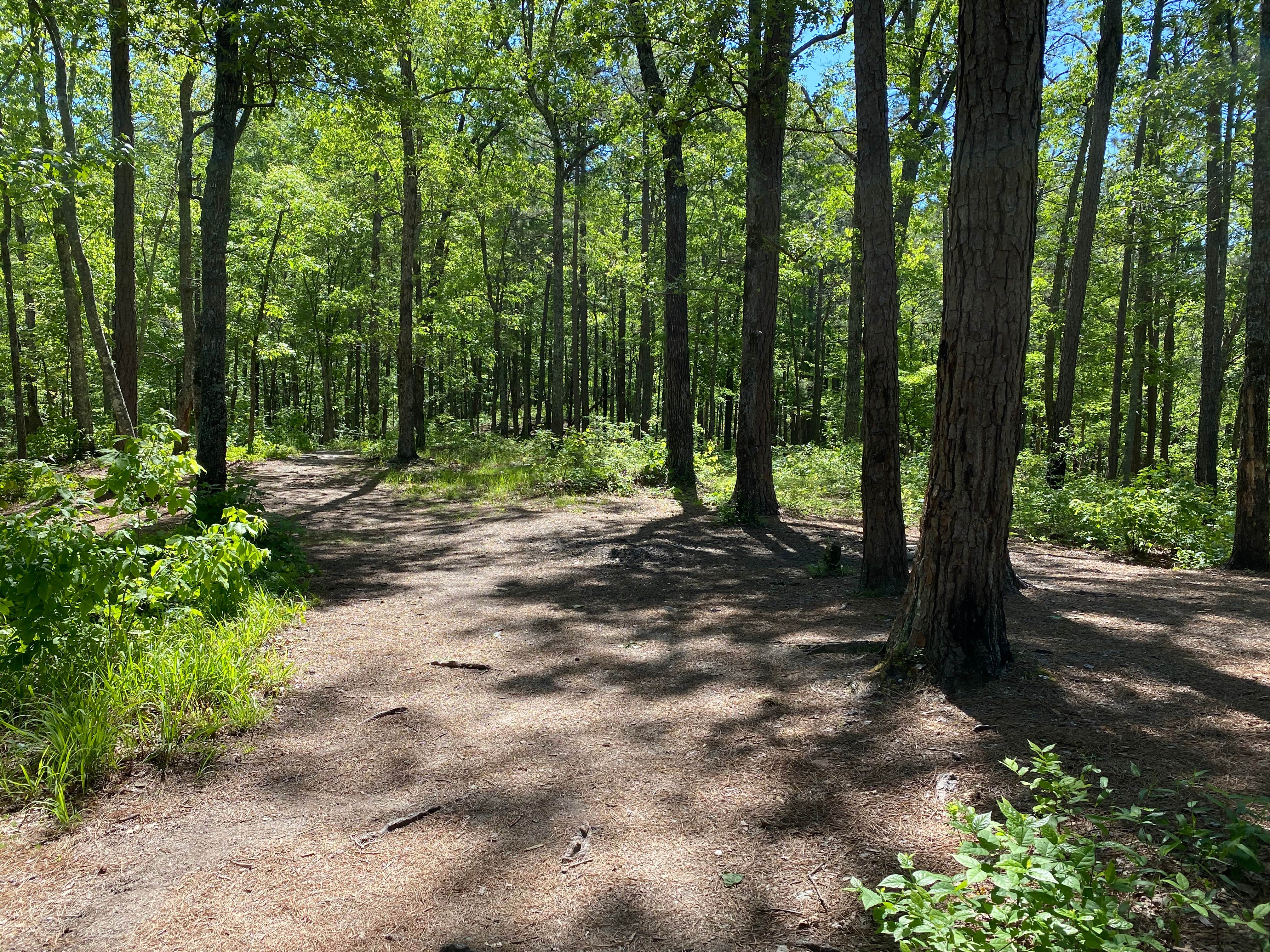 Camper submitted image from Cheaha Falls Private Backcountry Campsite - 1