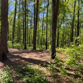 Review photo of Cheaha Falls Private Backcountry Campsite by Asher K., August 1, 2021