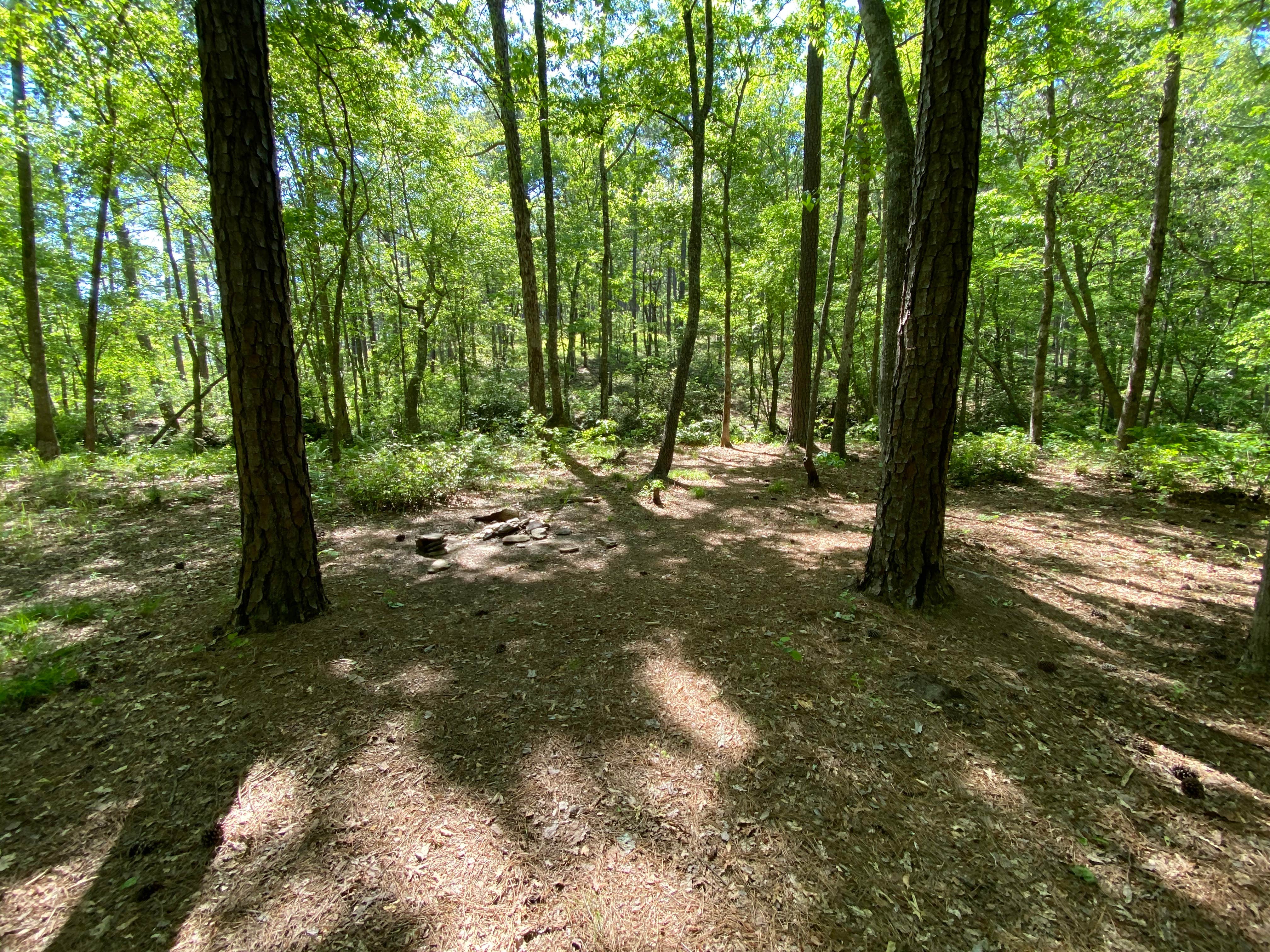 Best dispersed camping in Talladega National Forest The Dyrt