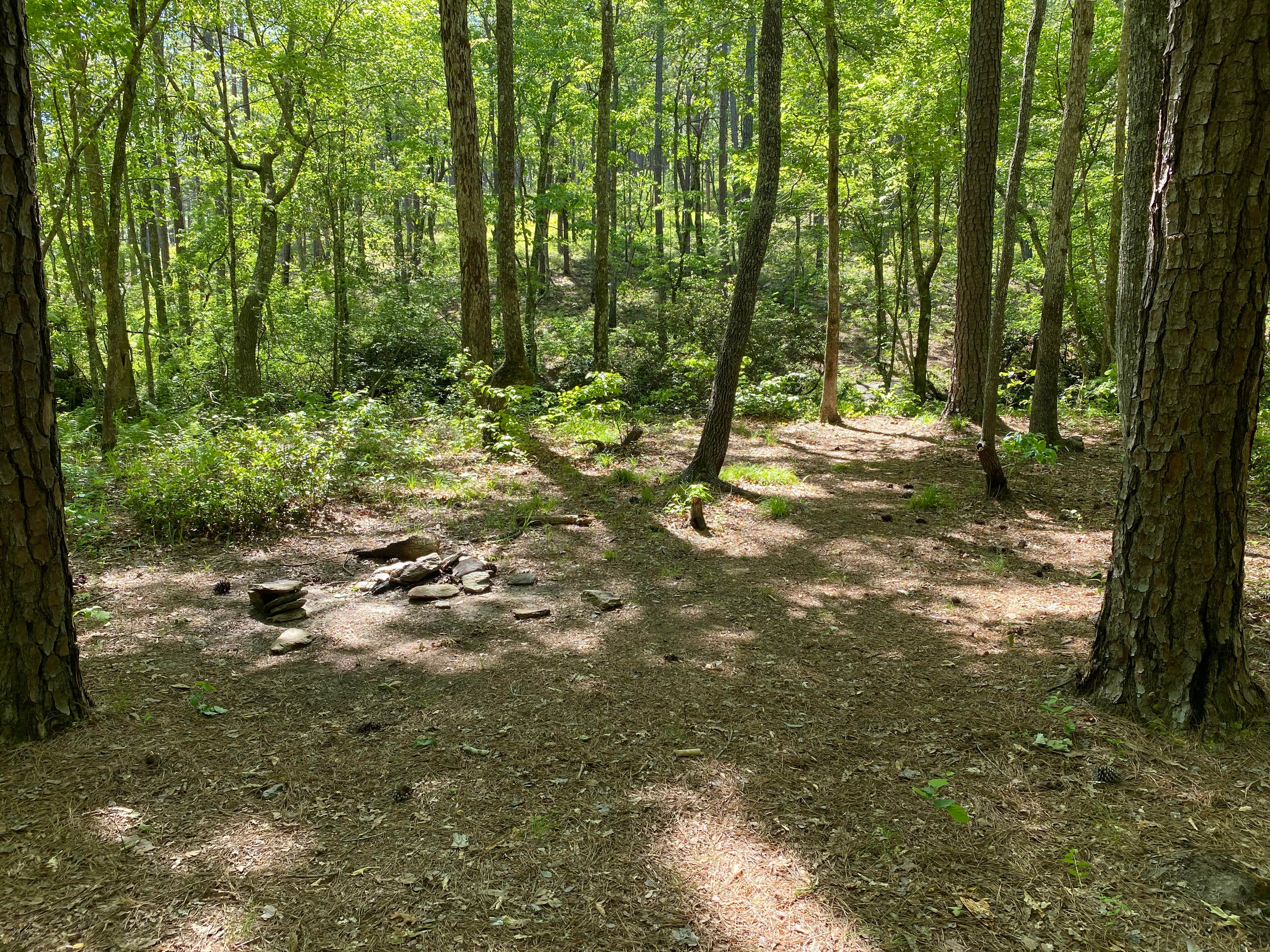 Best dispersed camping in Talladega National Forest The Dyrt