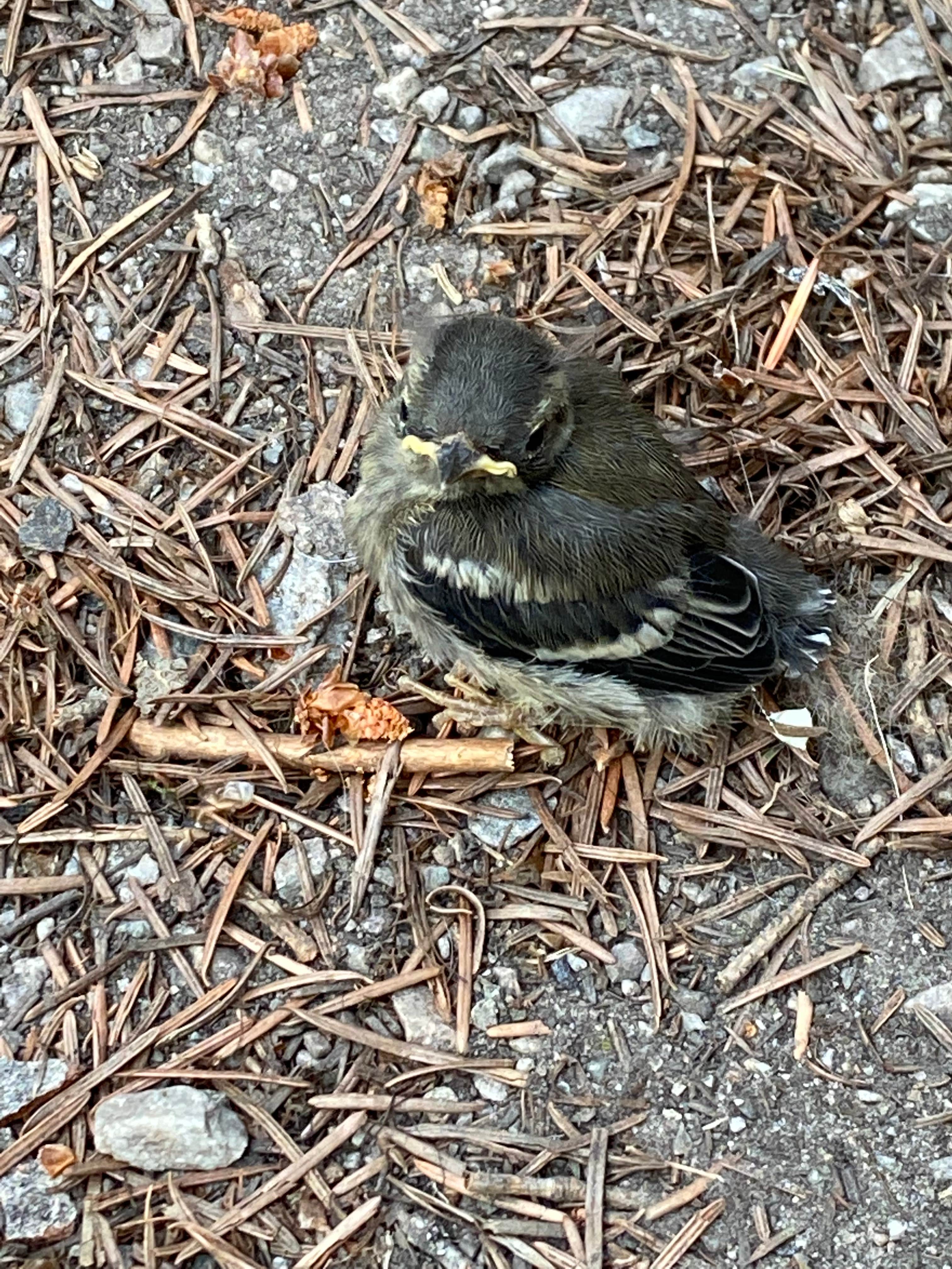 Camper-submitted photo at Twin Creek Campground near Shoup, ID