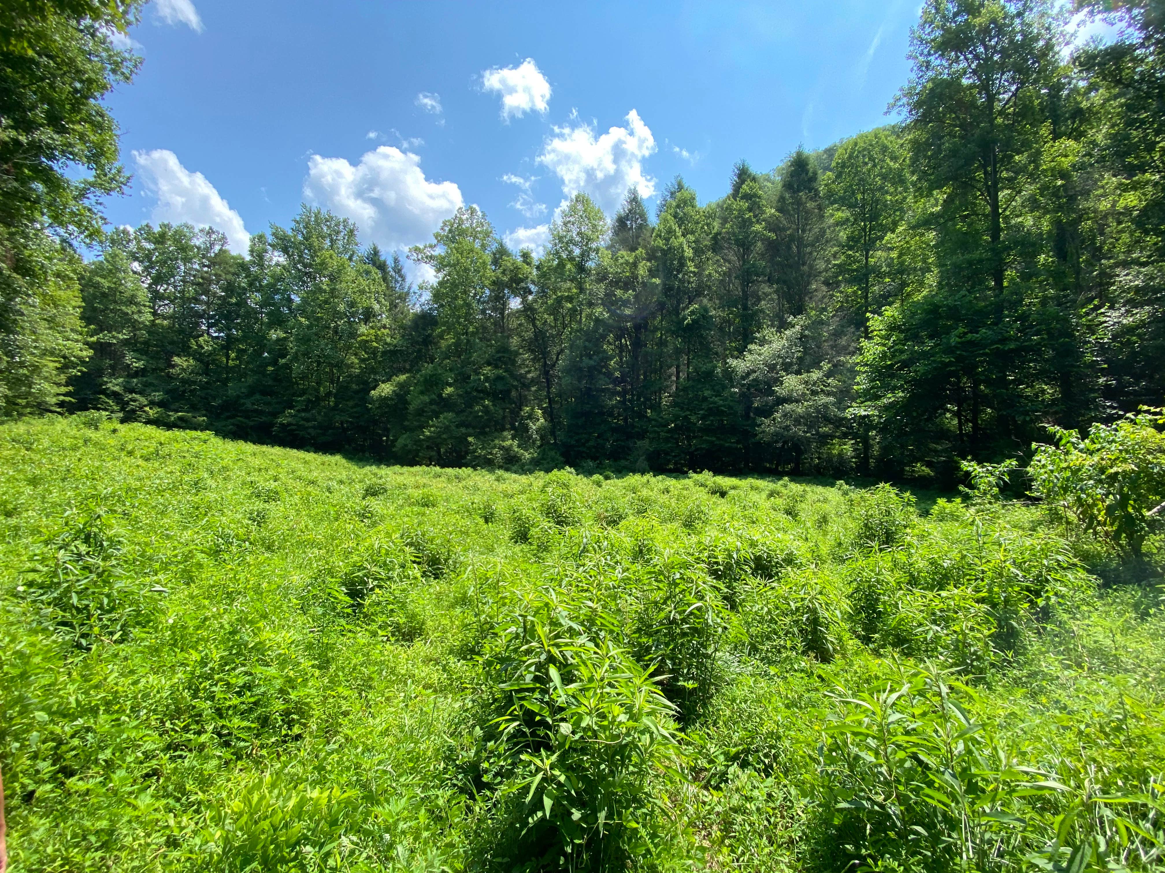 Camper-submitted photo at Goforth Creek Campground B near McCaysville, GA