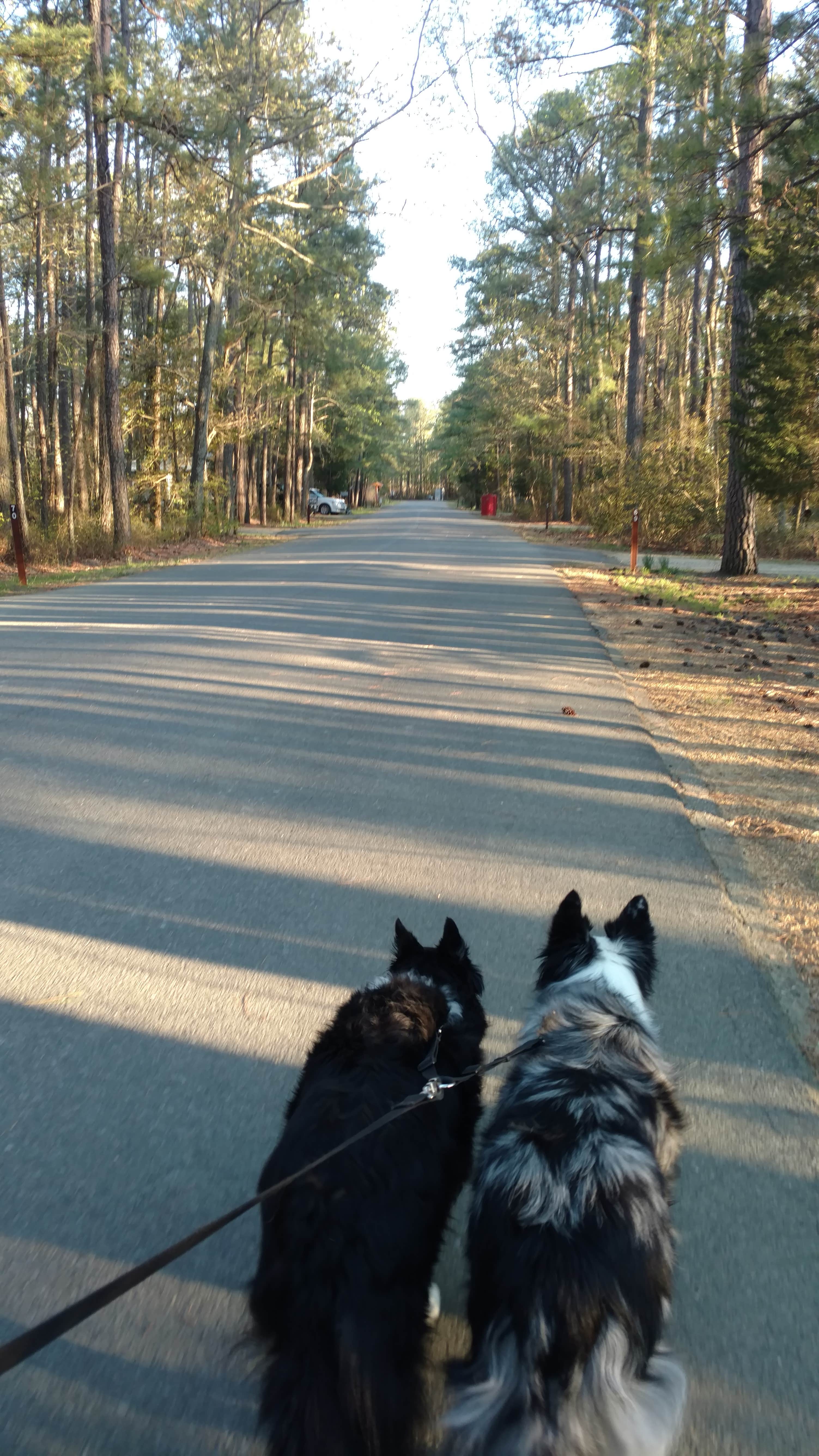 James P.'s photo of camping with pets at Point Lookout State Park - Temporarily Closed near Port Republic, MD