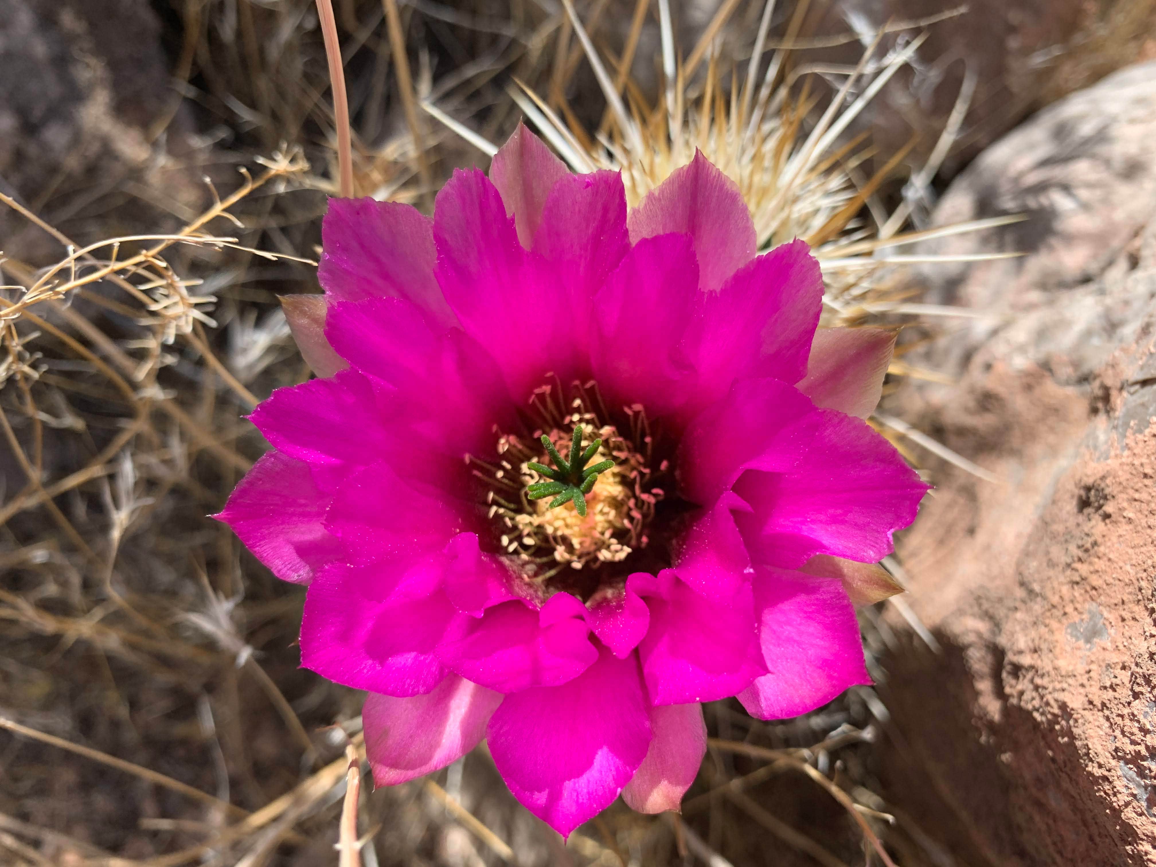 Camper-submitted photo at Granite Rapids Area Campsites — Grand Canyon National Park near Grand Canyon, AZ