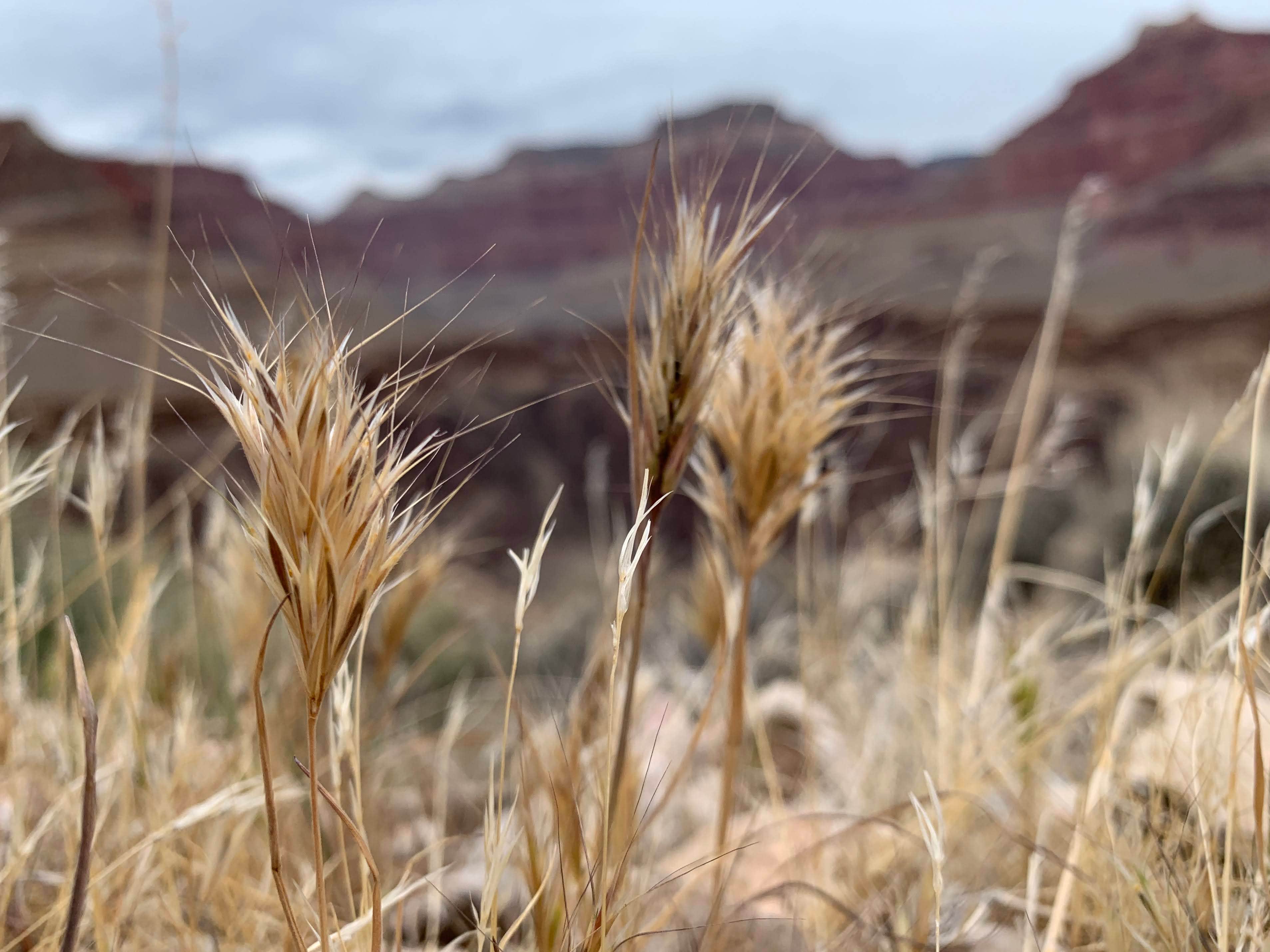 Camper submitted image from Horn Creek Campsites — Grand Canyon National Park - 5