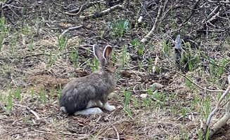 Annie C.'s photo of camping with pets at Sultan Dispersed near Ophir, CO