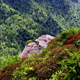 Review photo of Icewater Spring Shelter — Great Smoky Mountains National Park by Myron C., August 1, 2021