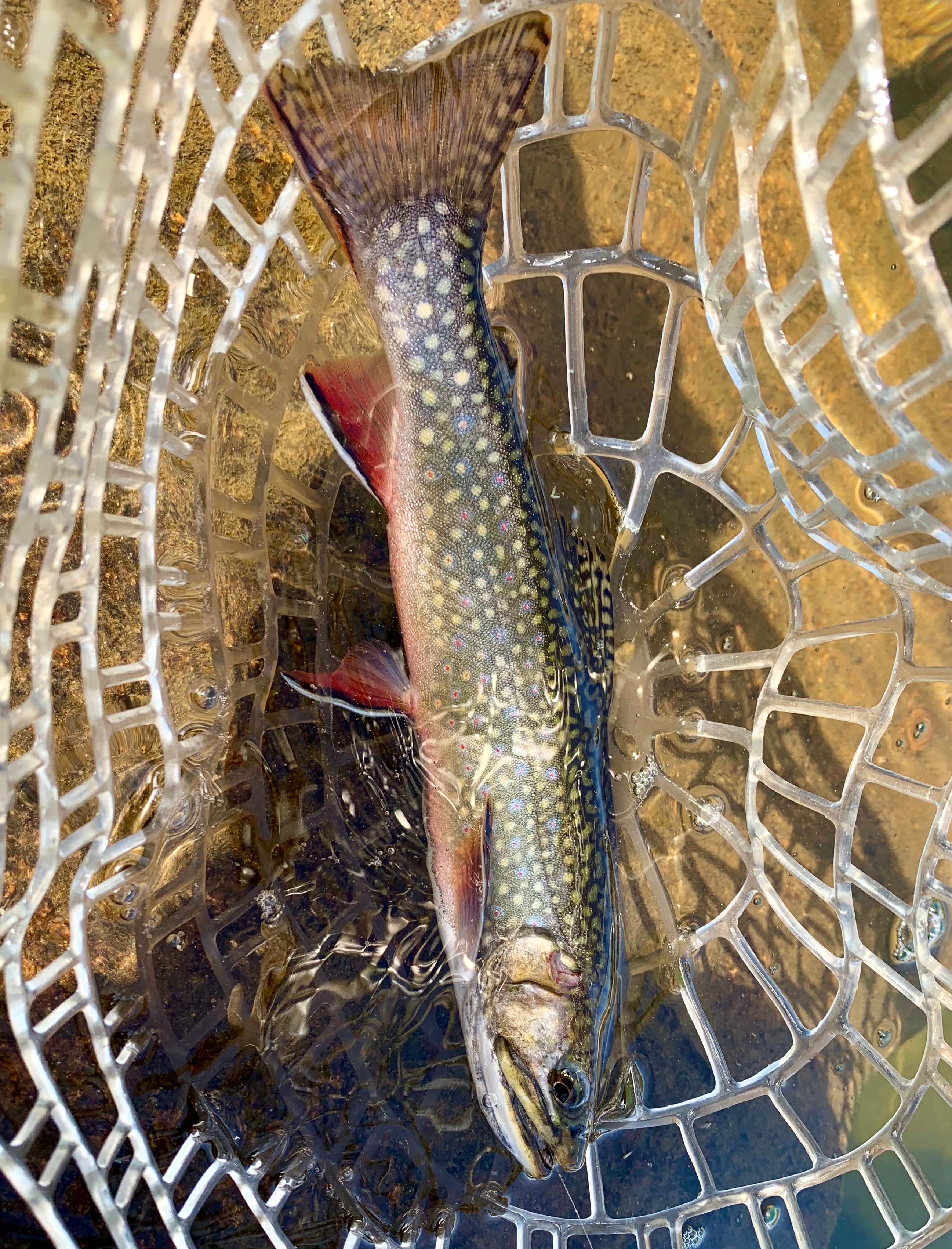 Camper-submitted photo at Diamond Lake near Nederland, CO