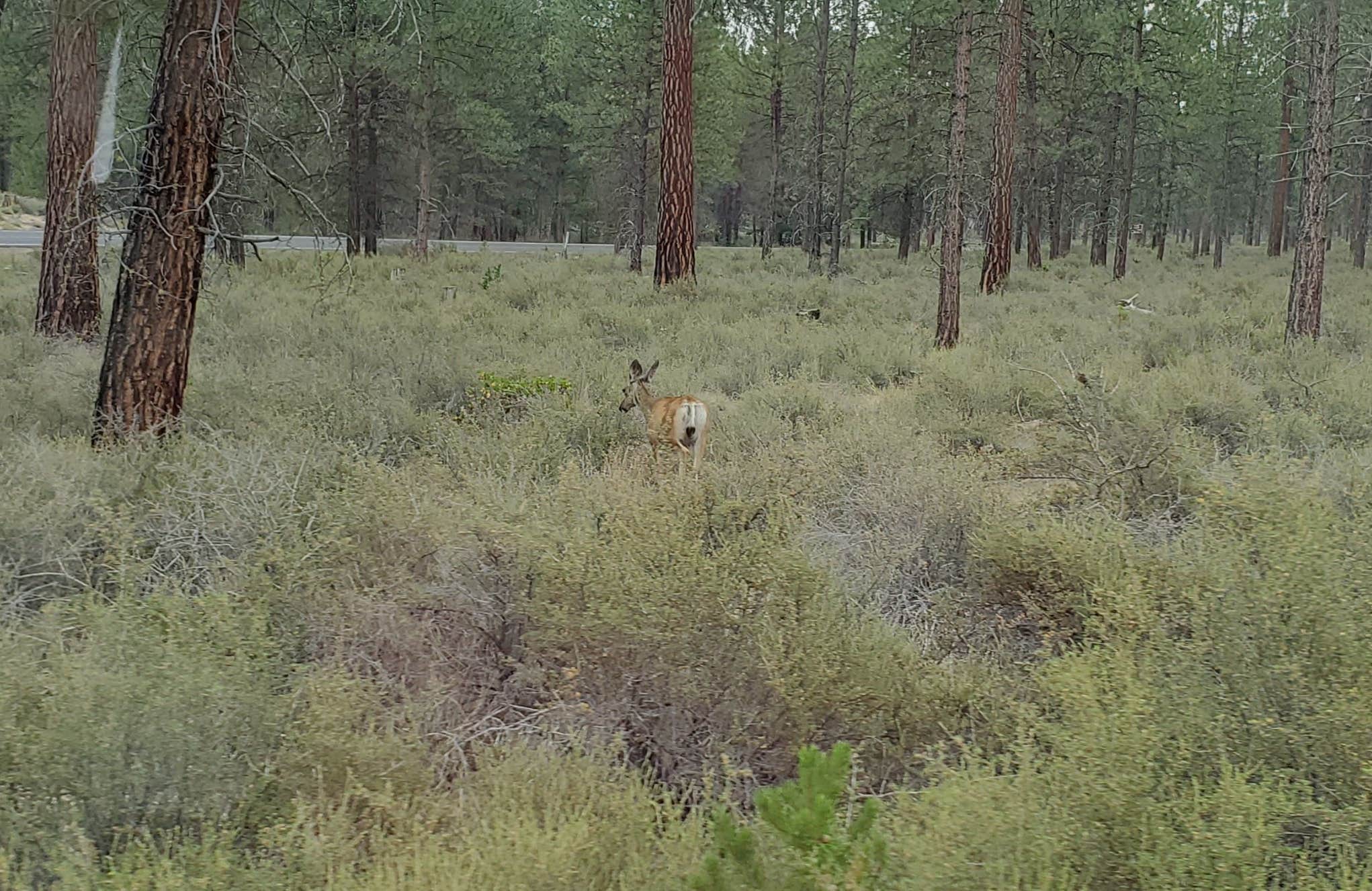 Camper-submitted photo at Prairie Campground near La Pine, OR