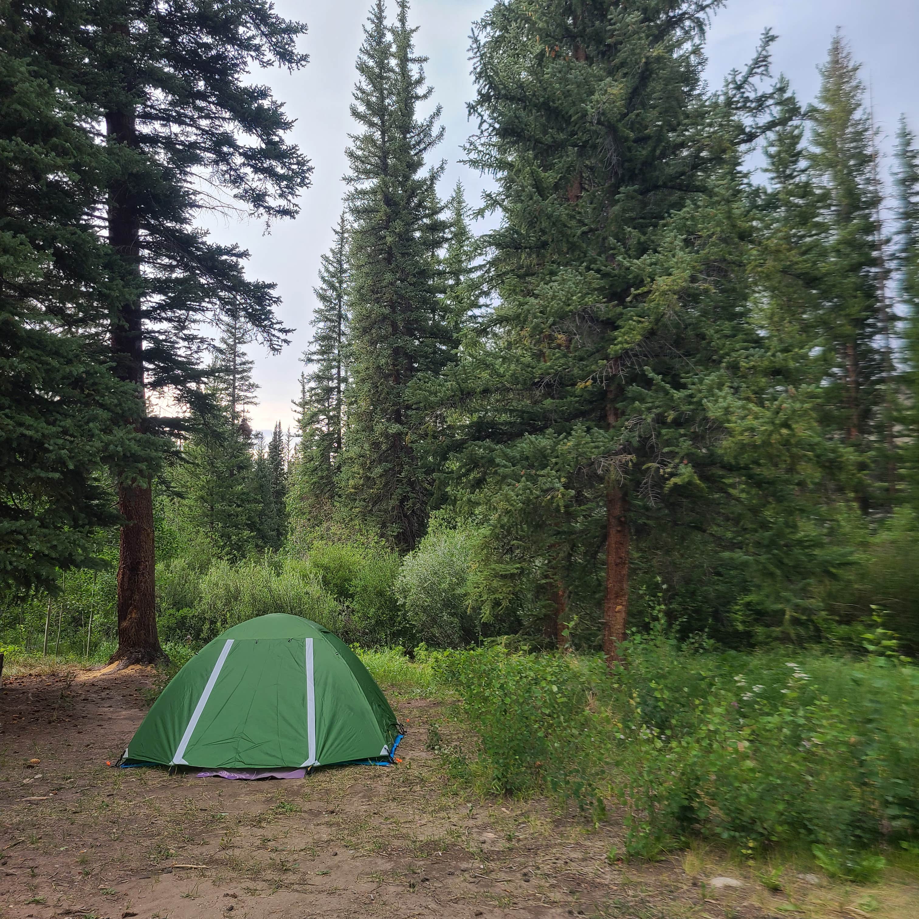 Rosie H.'s photo at Horseshoe Campground near Alma, CO