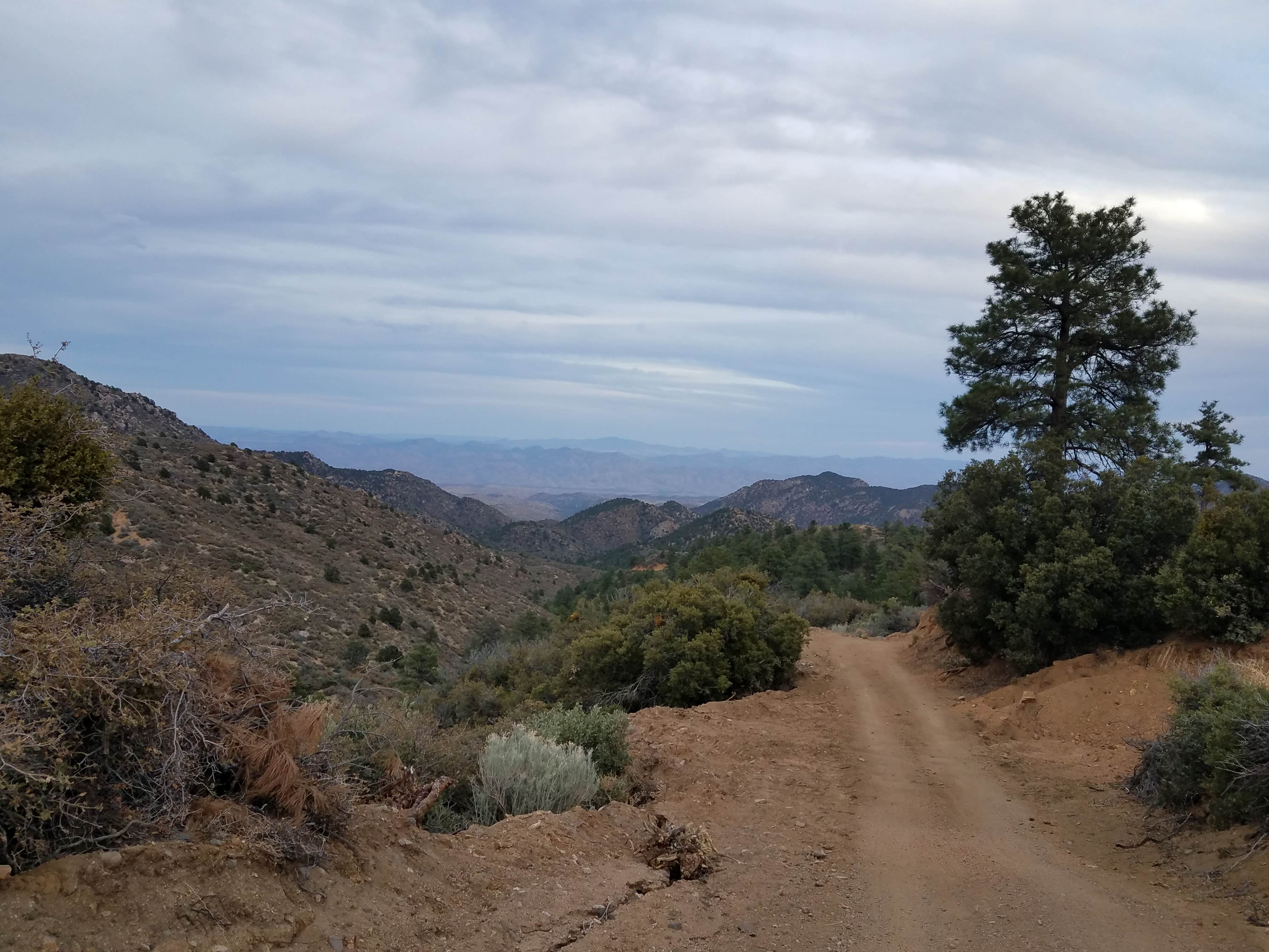 Camper submitted image from Hualapai Mountain Park - 3
