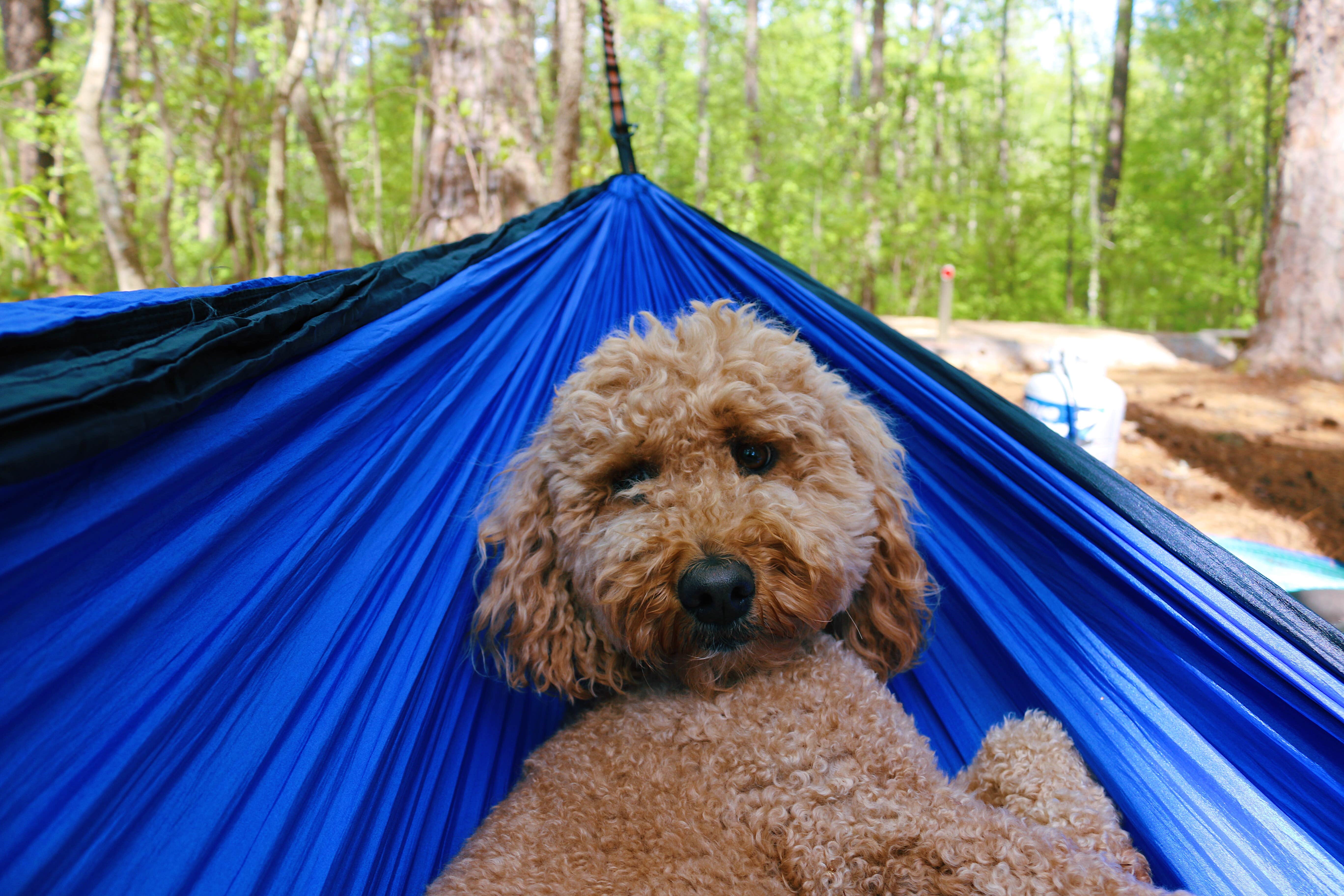 Kaity H.'s photo of camping with pets at Mckaskey Creek Campground near Dallas, GA