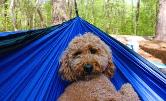 Kaity H.'s photo of camping with pets at Mckaskey Creek Campground near Emerson, GA