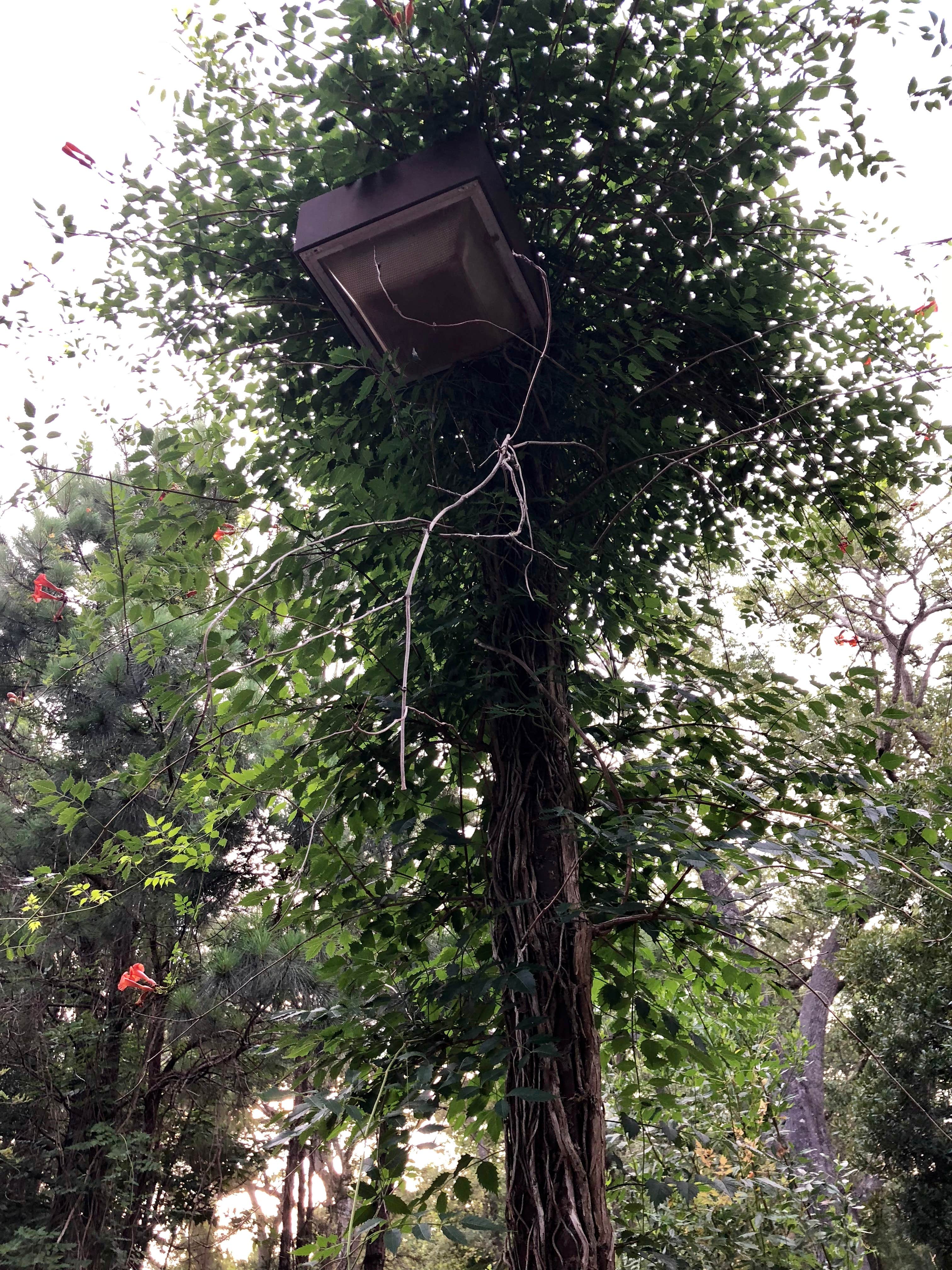 Michael M.'s photo of a cabin at Davis Bayou Campground — Gulf Islands National Seashore near De Soto National Forest