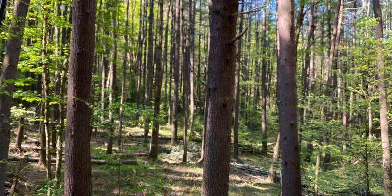 Camper submitted image from Ole Bull State Park Campground
