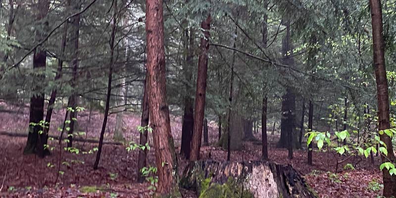 Camper submitted image from Greenwood Furnace State Park Campground