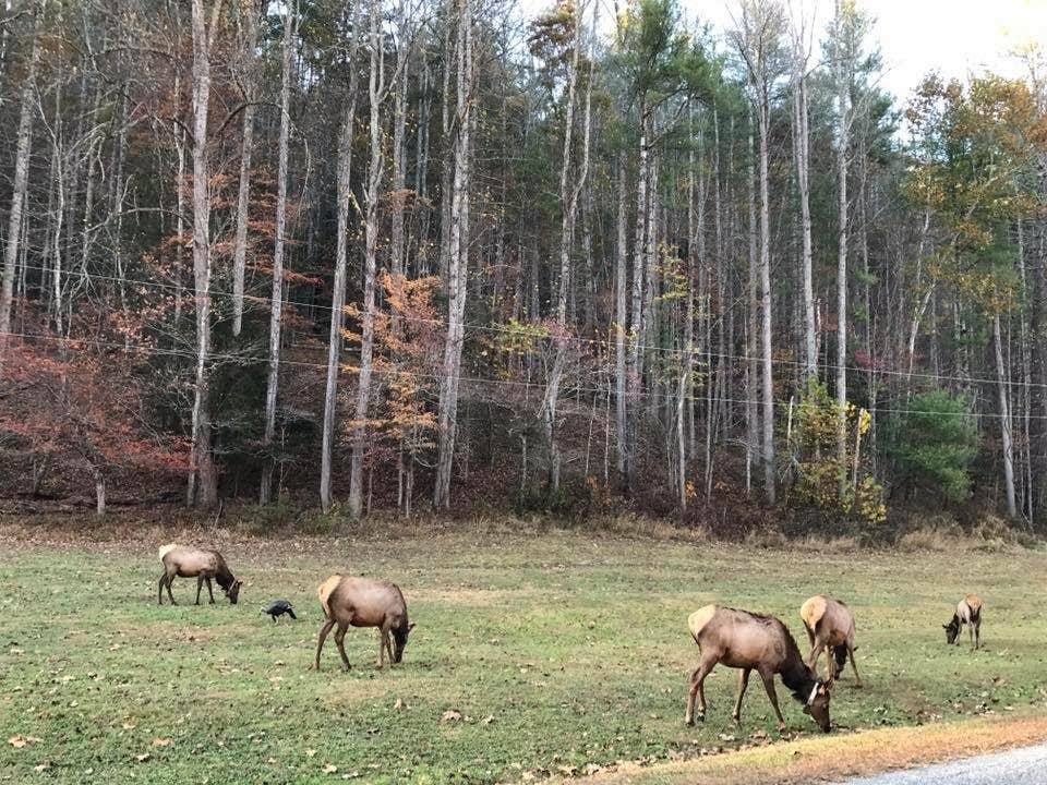 Natalie M.'s photo of camping with a horse at Cataloochee Campground — Great Smoky Mountains National Park near Marshall, NC