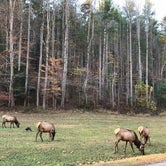 Review photo of Cataloochee Campground — Great Smoky Mountains National Park by Natalie M., June 17, 2018